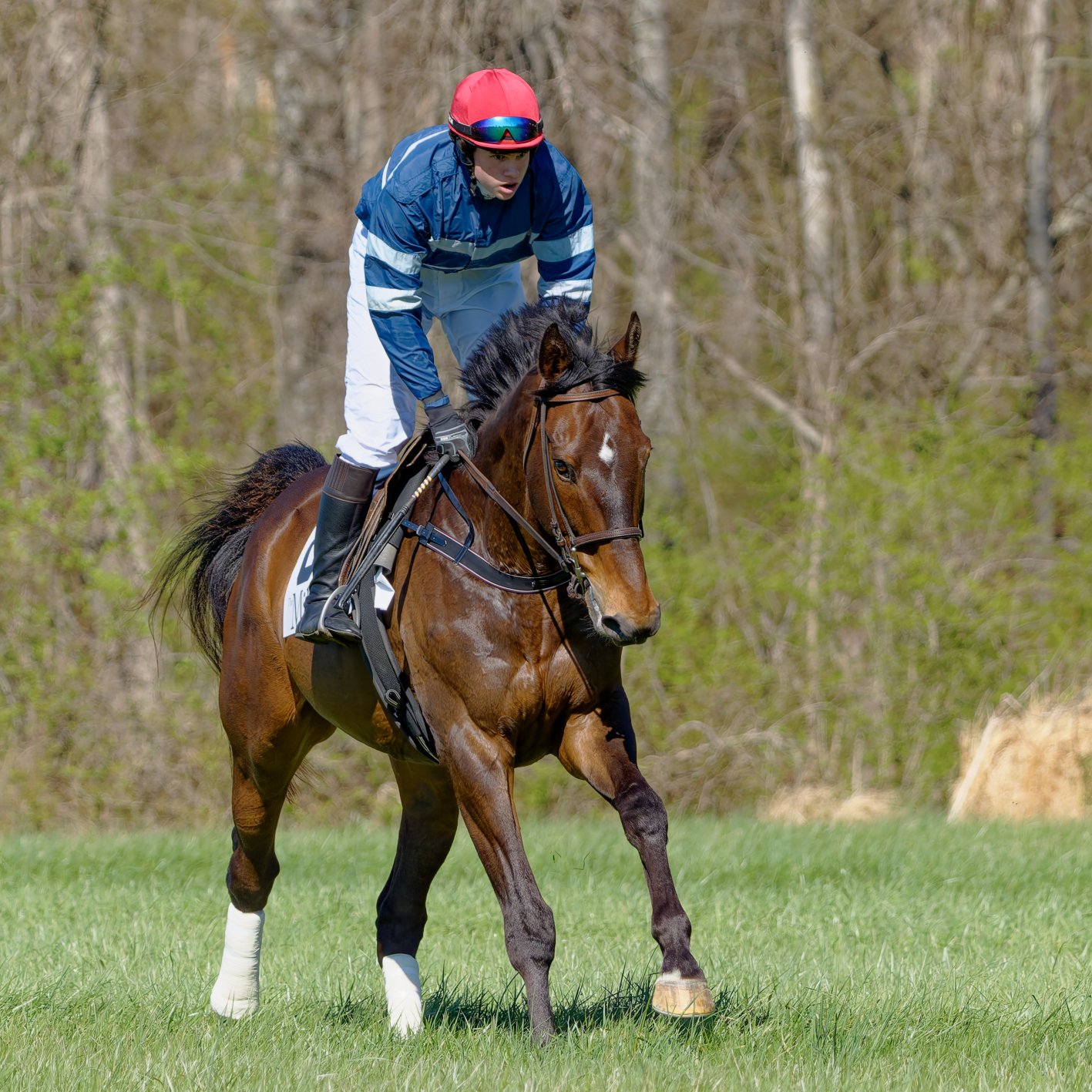 A jockey wearing a red helmet, blue jacket, and white pants riding a brown horse with a white spot on its face through a grassy field on a sunny day.