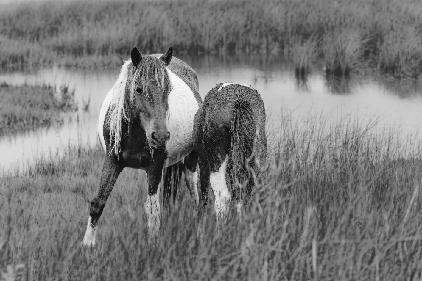 Assateague - Chincoteague