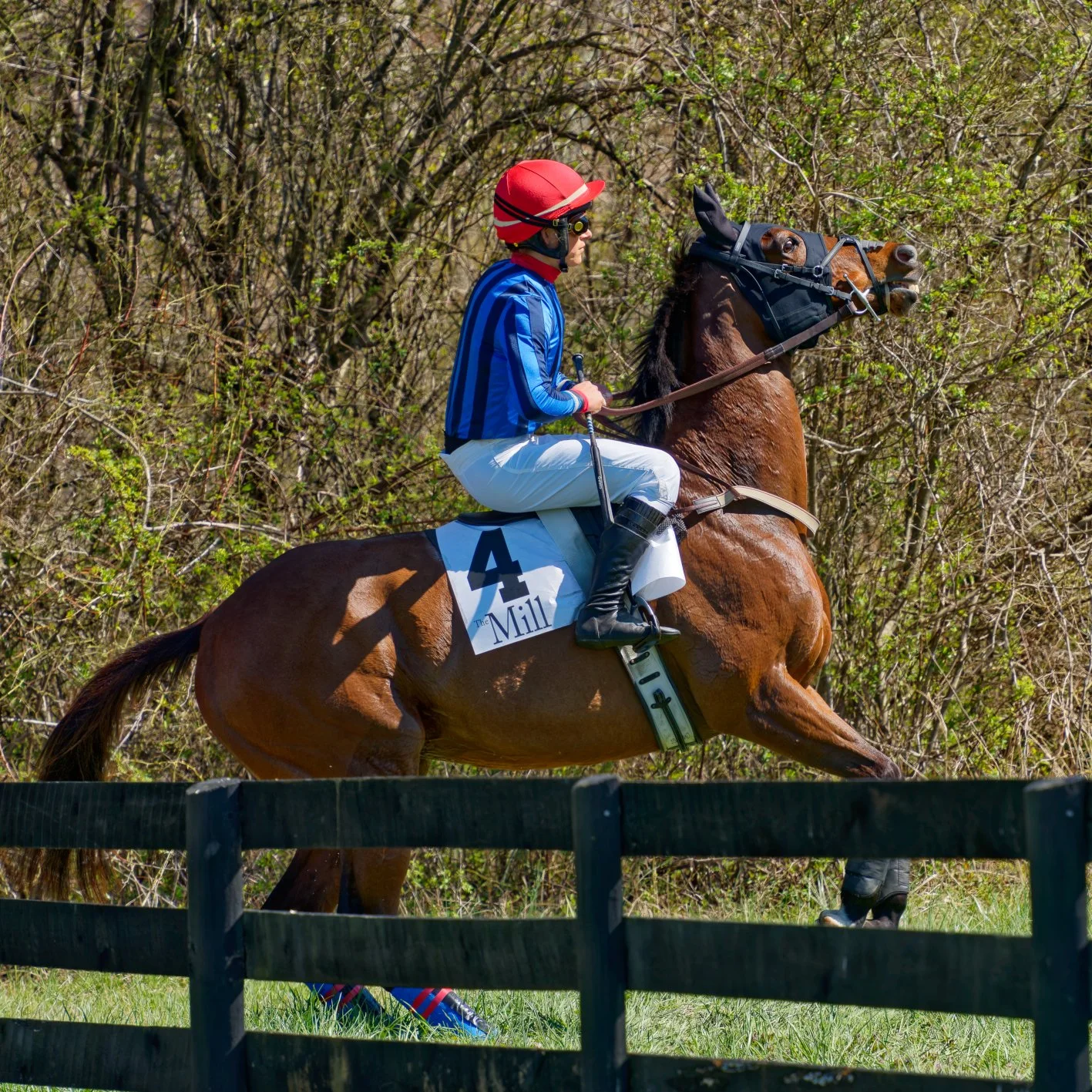 Jockey riding a racehorse on a racecourse path, with a black wooden fence in the foreground and bushes in the background.
