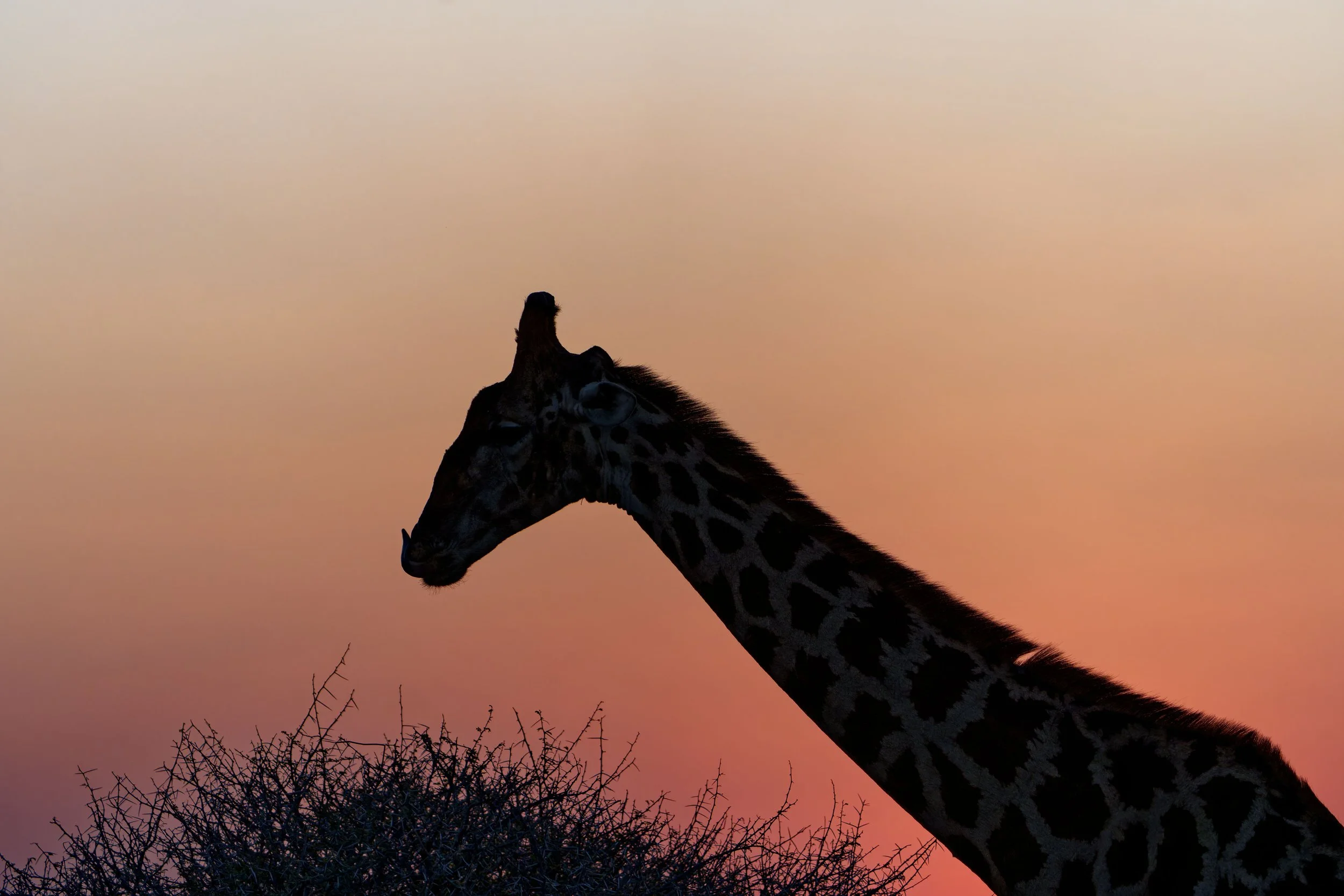 Namibia-2025_2362_DxO.jpg