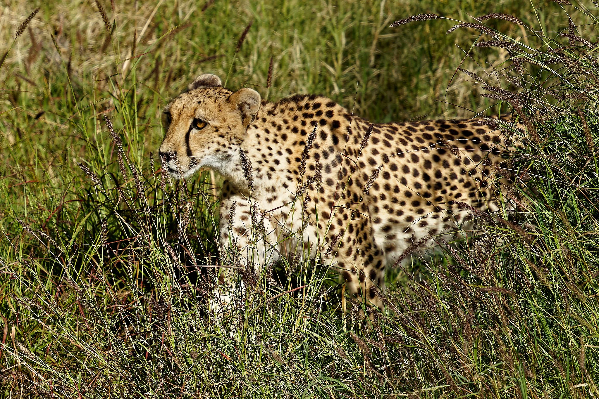 A cheetah lying in tall grass in the wild.