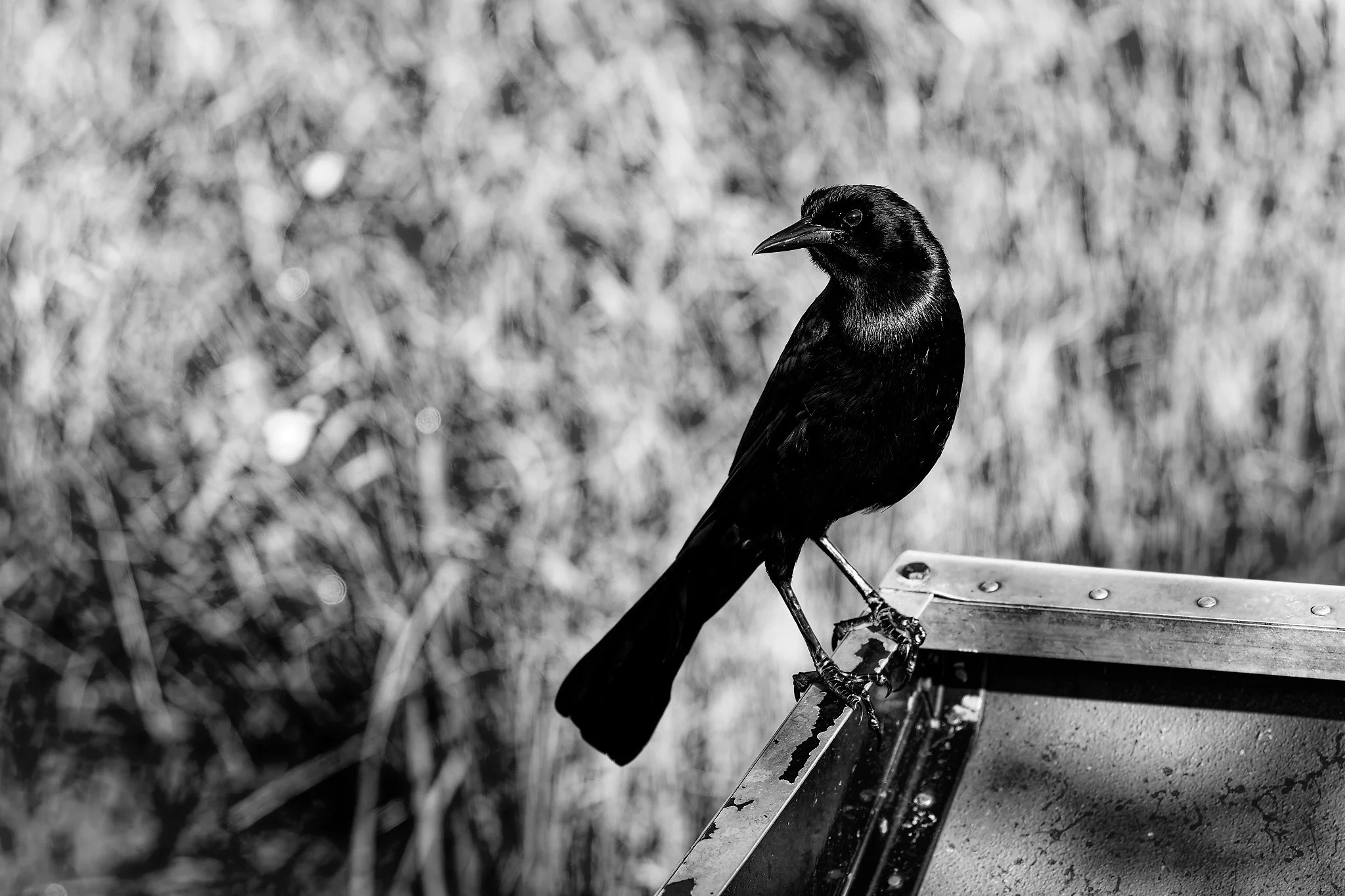DSC00480_DxO.jpg
