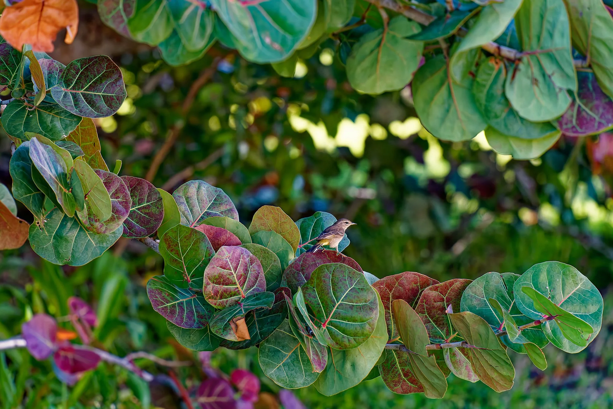 DSC01084_DxO.jpg
