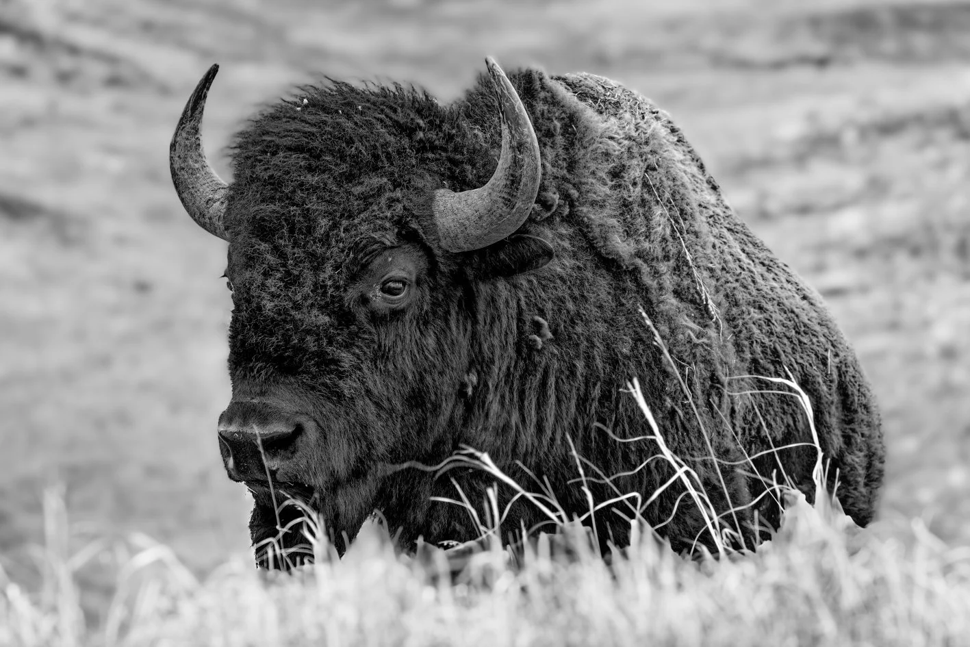DSC08085_DxO_1.jpg