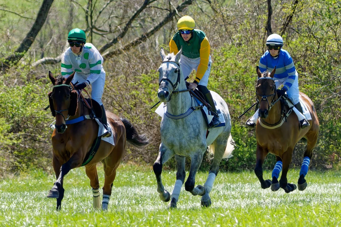 Three jockeys riding horses in a race on green grass with trees in the background.