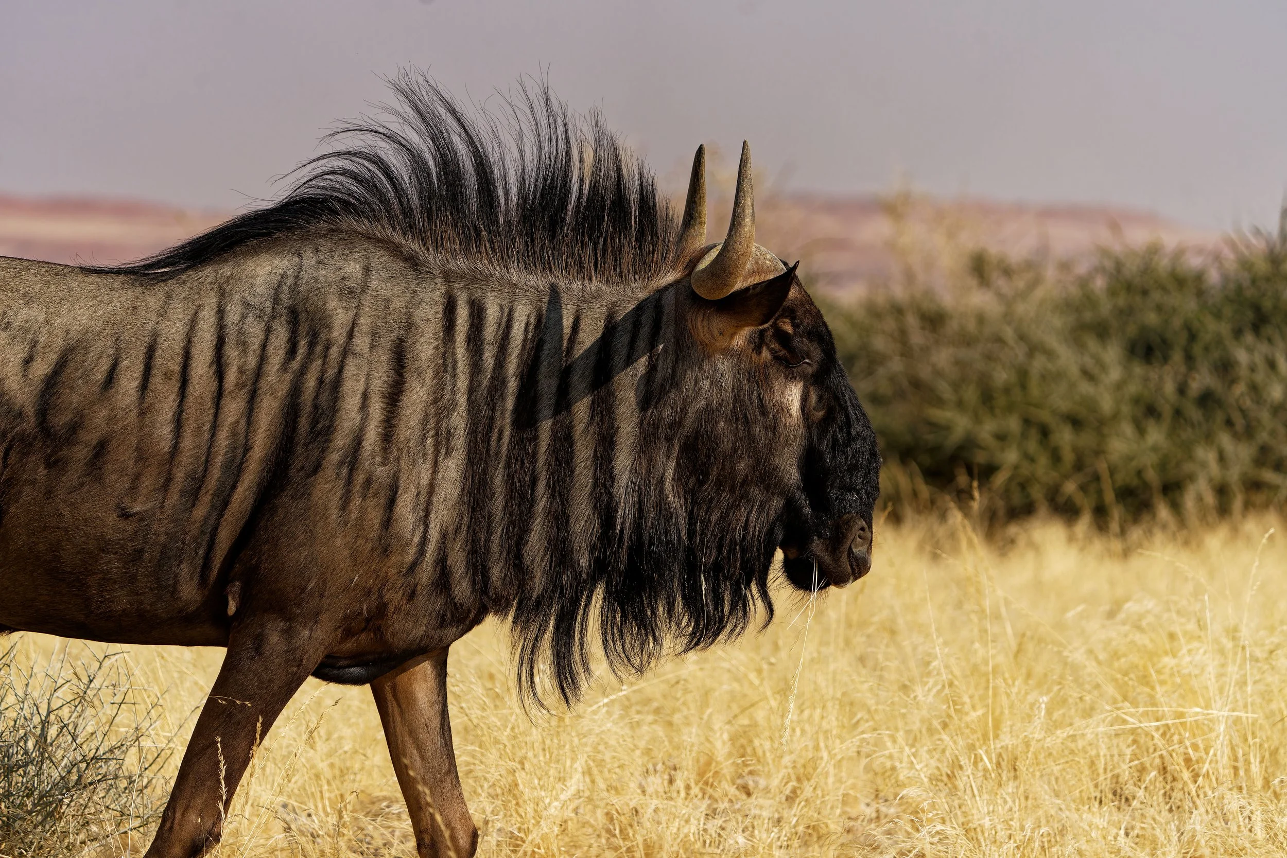 Namibia-2025_864_DxO.jpg