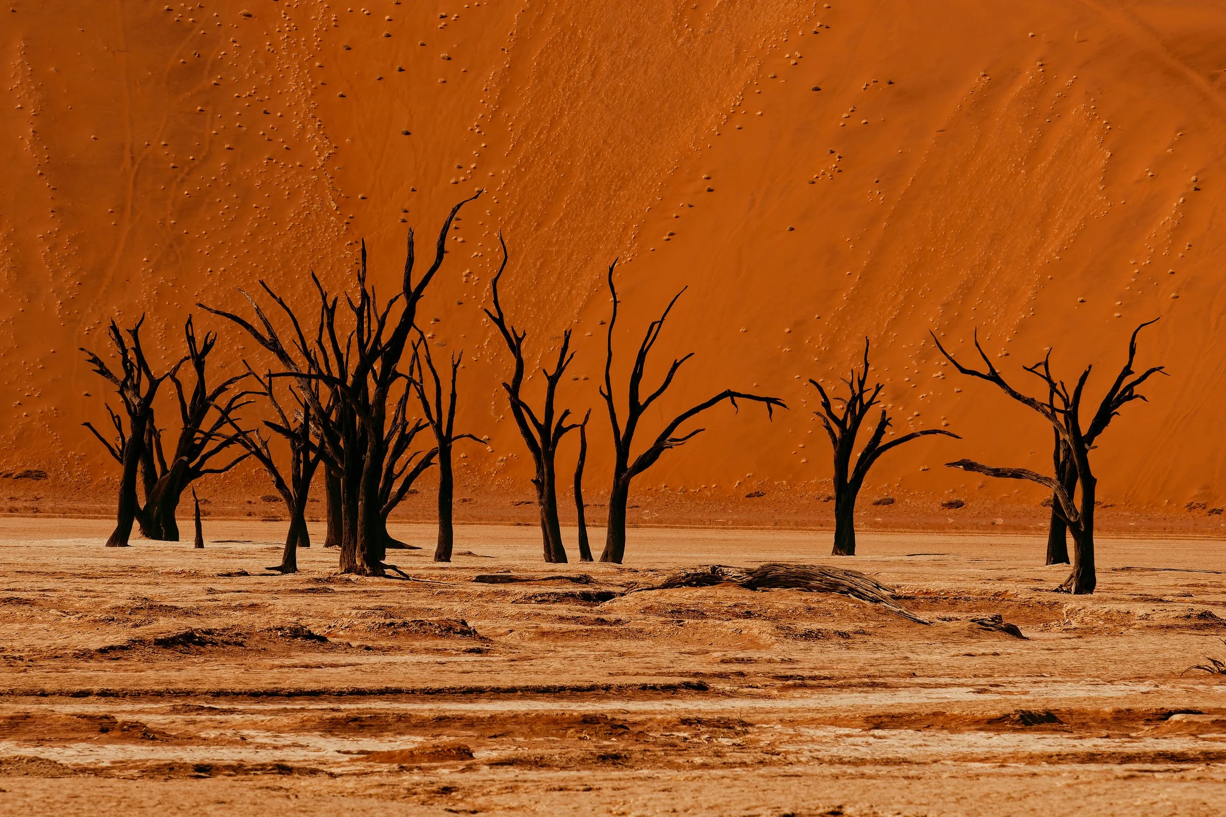 Namibia-2025_669_DxO.jpg