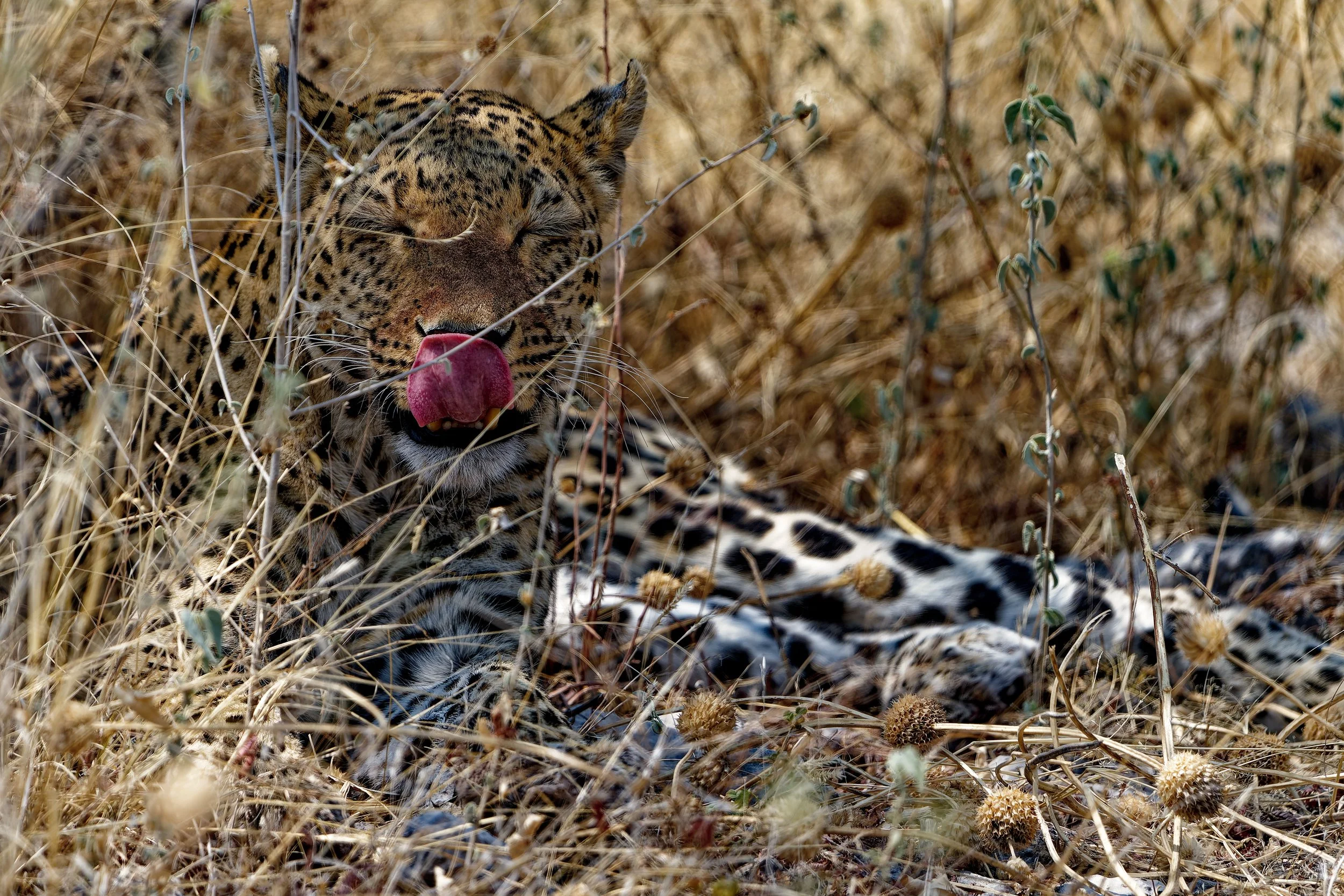 Namibia-2025_2606_DxO.jpg