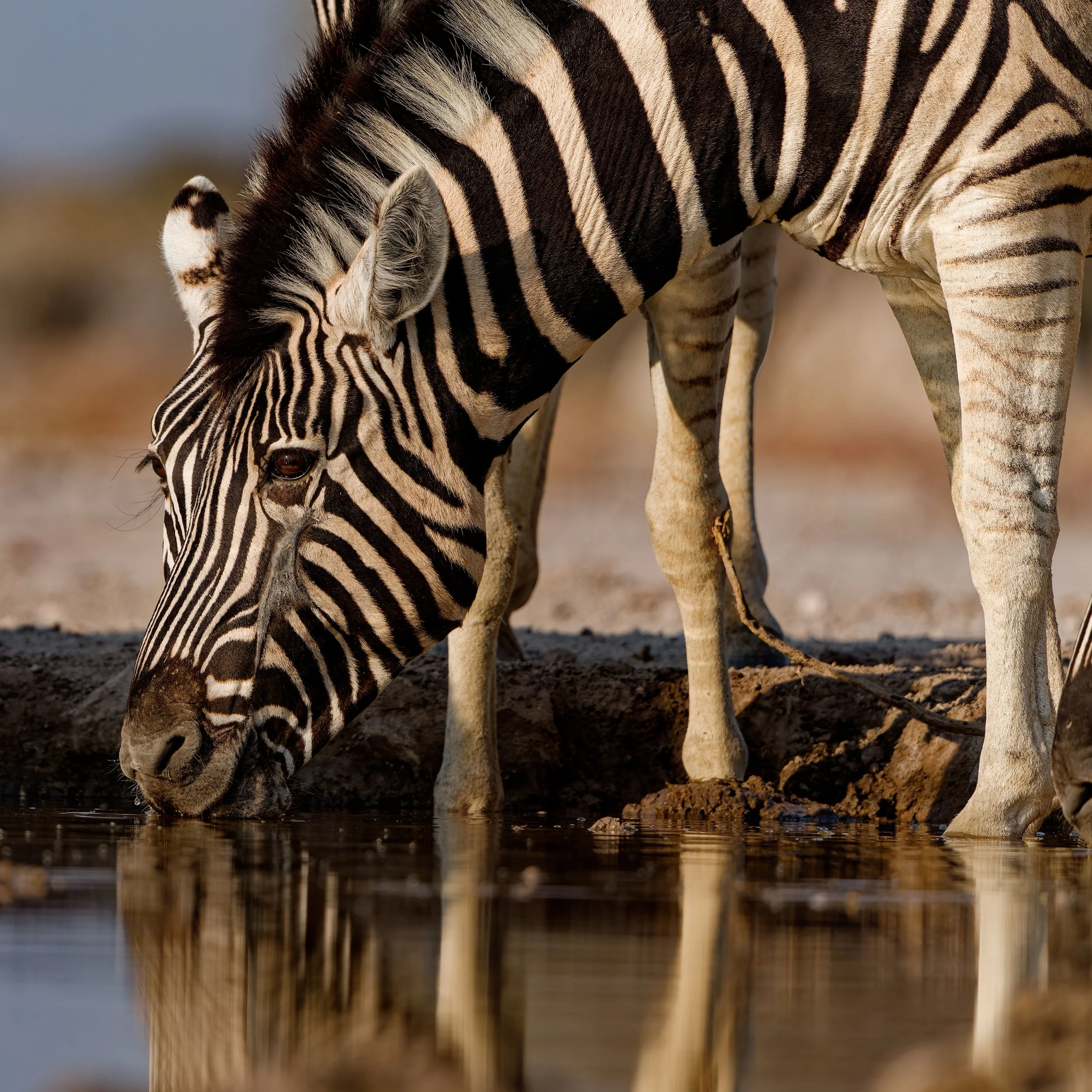 Namibia-2025_2443_DxO.jpg