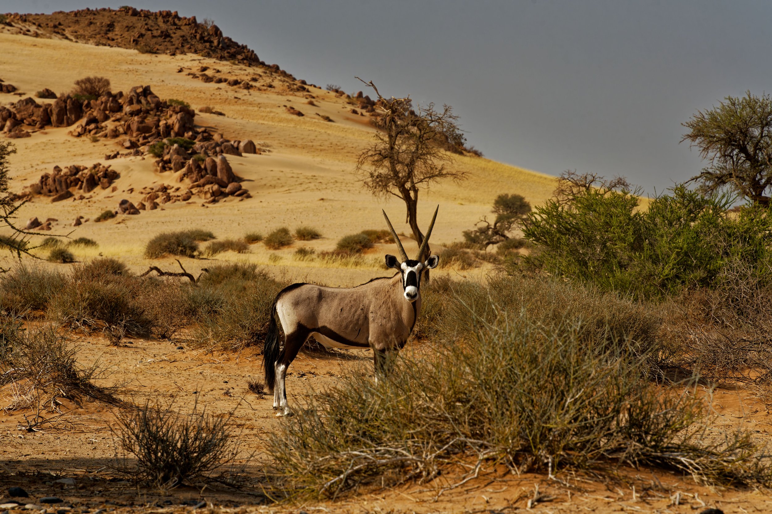 Namibia-2025_83_DxO.jpg