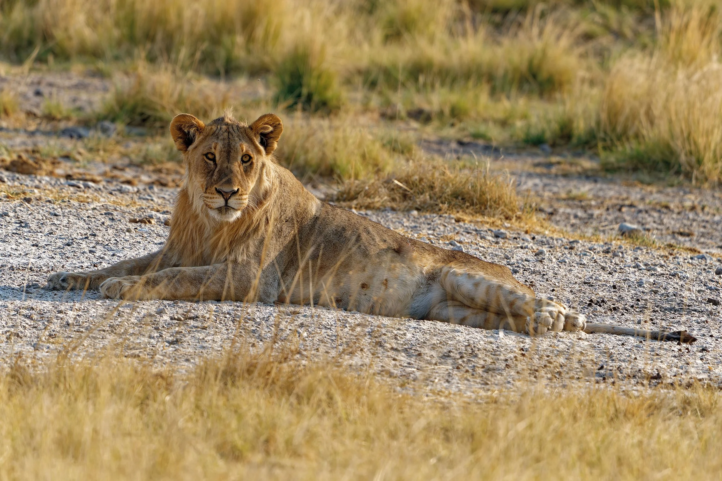 Namibia-2025_2925_DxO.jpg
