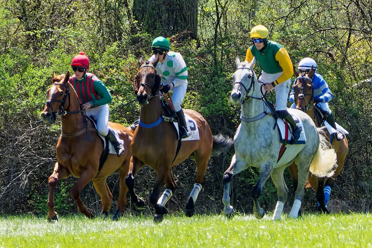 Four jockeys riding horses during a turf horse race through a green, grassy field with trees in the background.