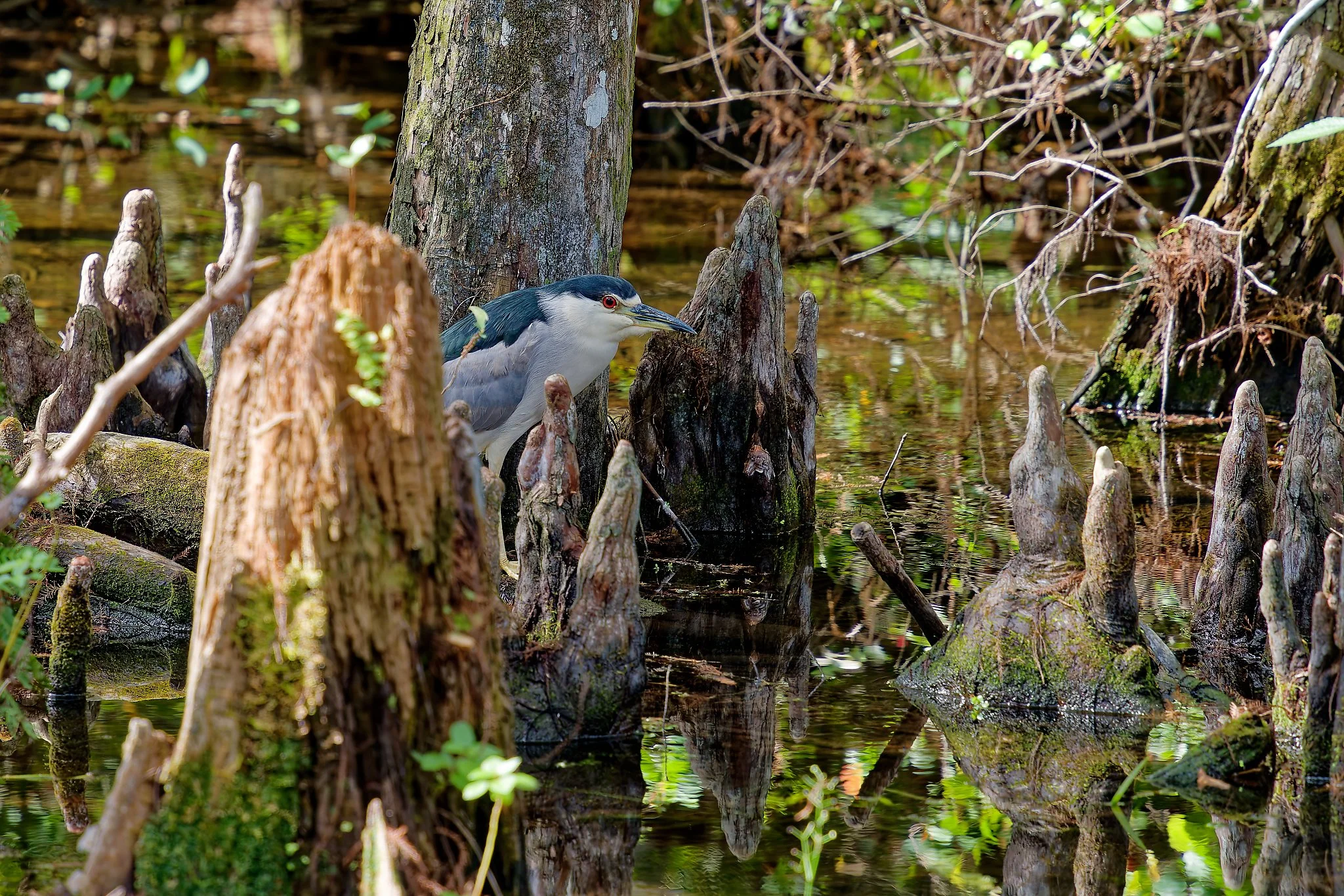 DSC00817_DxO.jpg