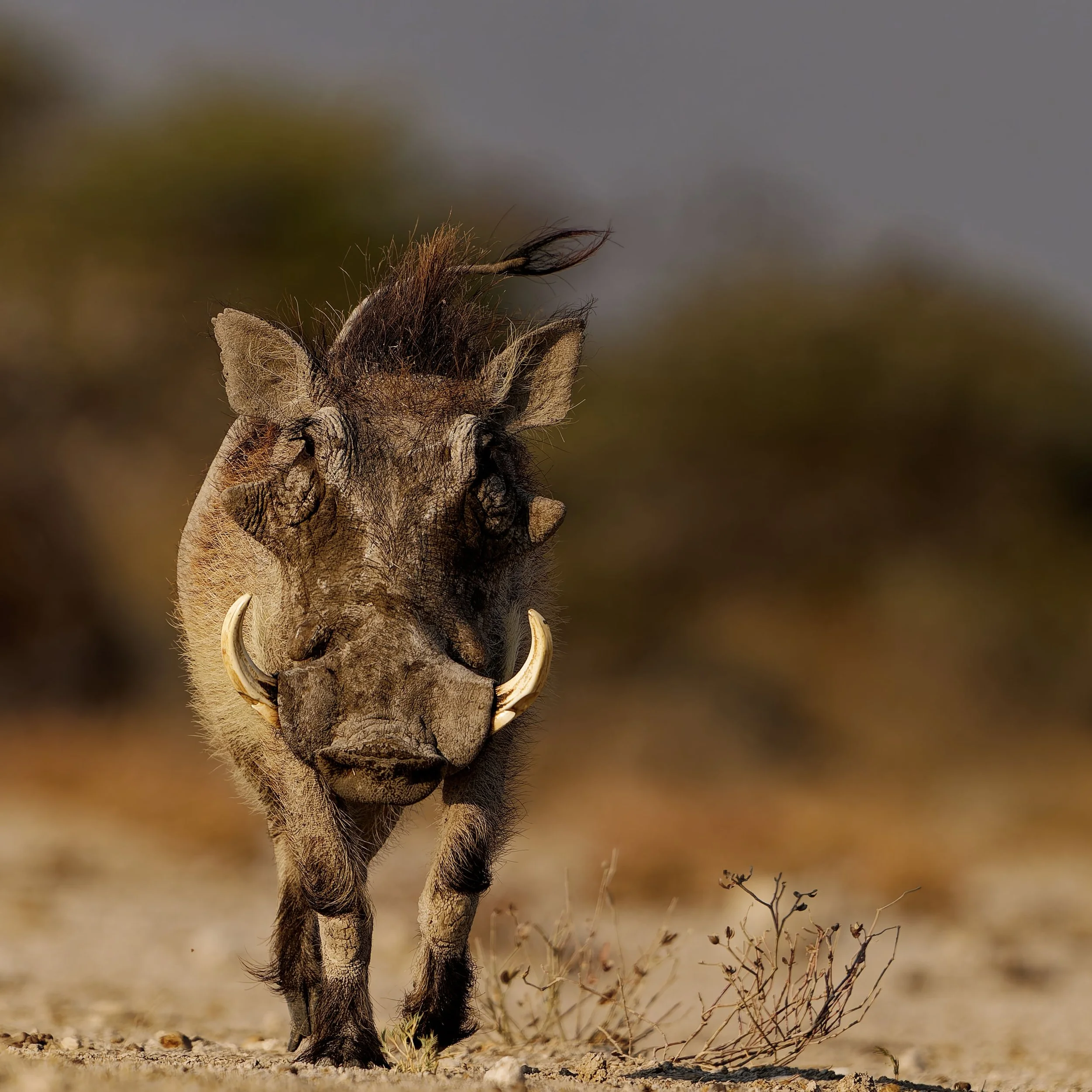 Pumba-2025_2408_DxO.jpg