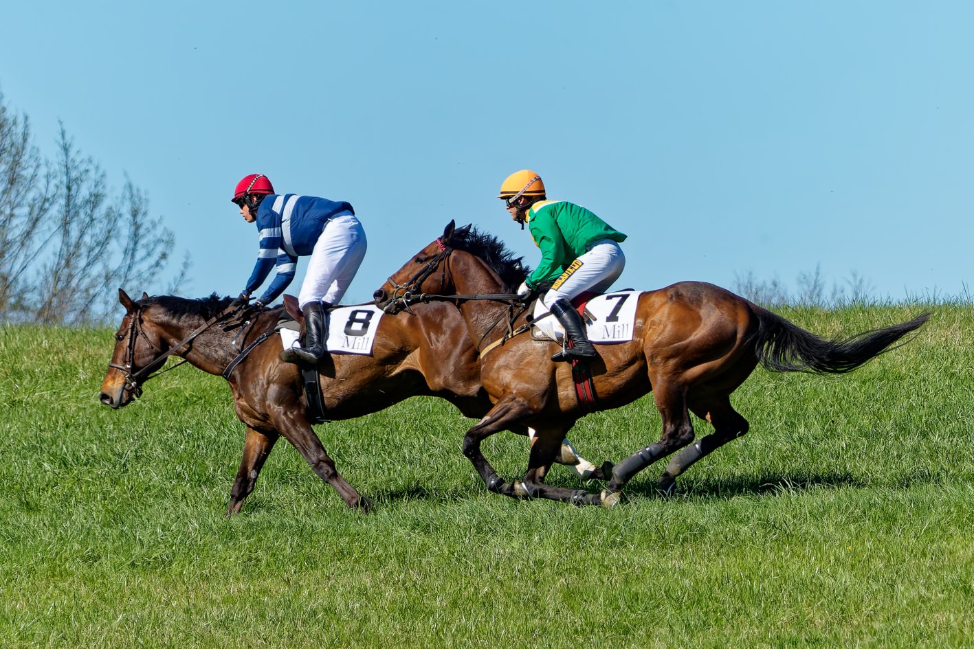 Two racehorses with jockeys compete on a grassy field during a horse race, under a clear blue sky.