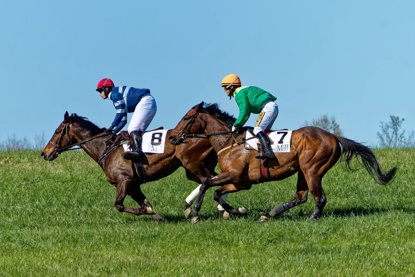 Two racehorses racing on a grassy track, ridden by jockeys in colorful uniforms, with the jockey in green on horse number 7 and the jockey in blue on horse number 8, under a clear blue sky.