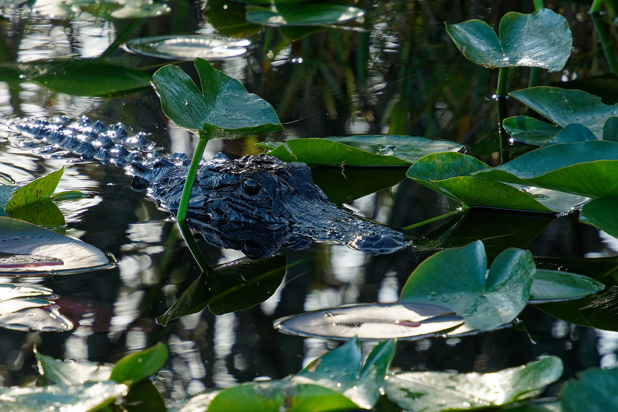 DSC00409_DxO.jpg