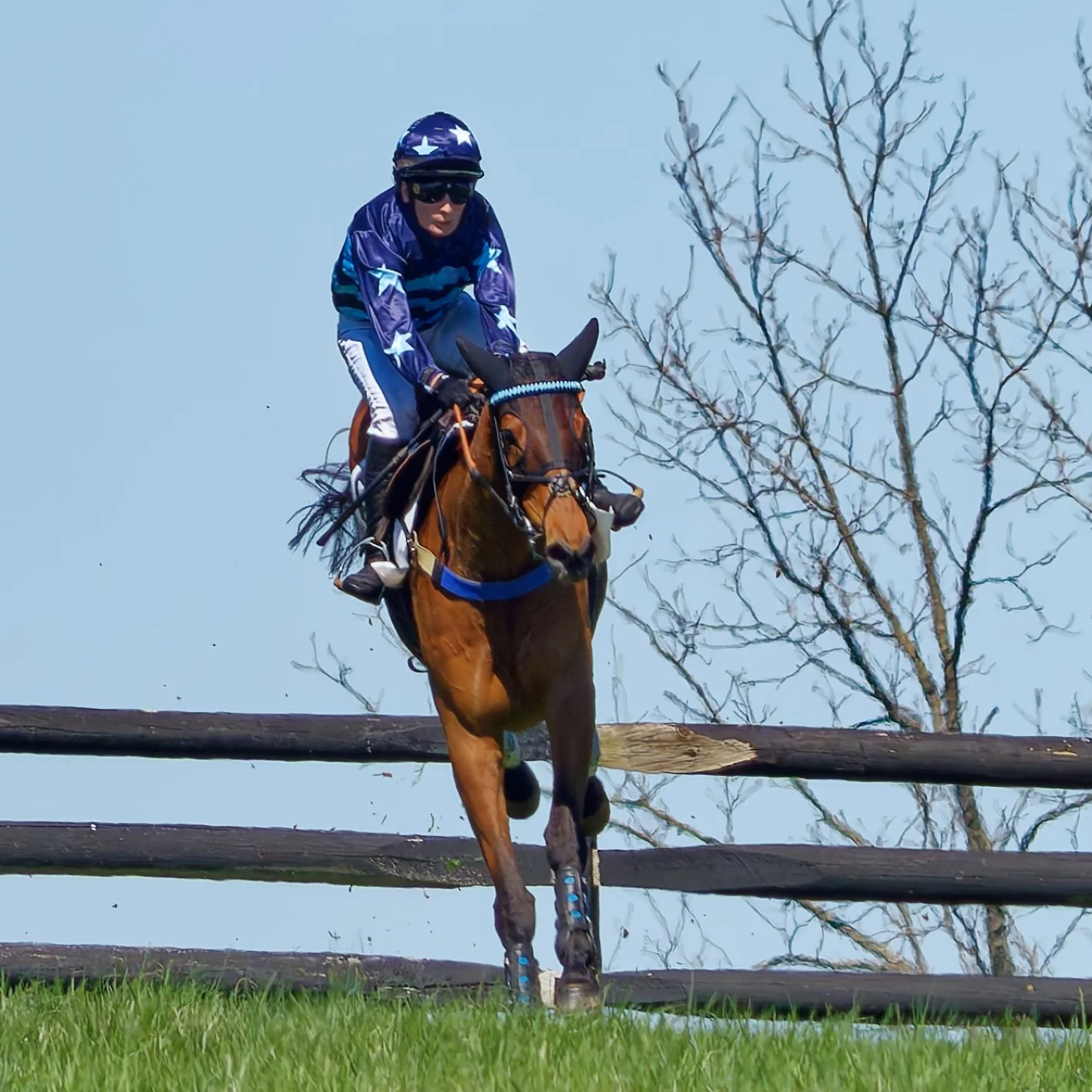 A jockey riding a brown horse jumping over a wooden fence during a race on a grassy field, with leafless trees in the background and a clear blue sky.