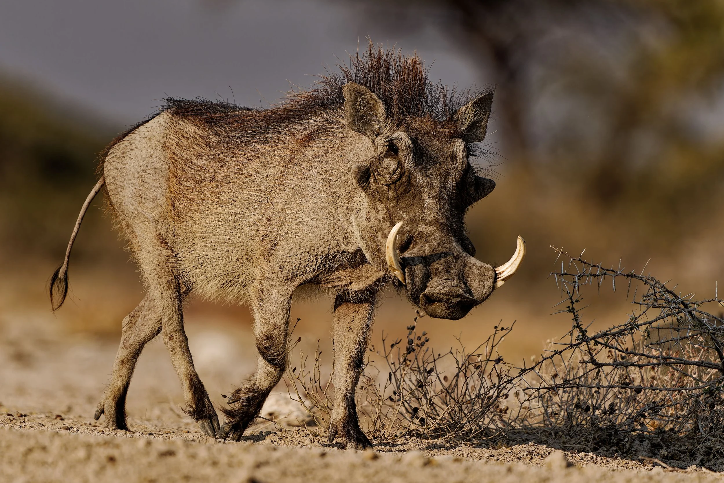Pumba-2025_2411_DxO.jpg