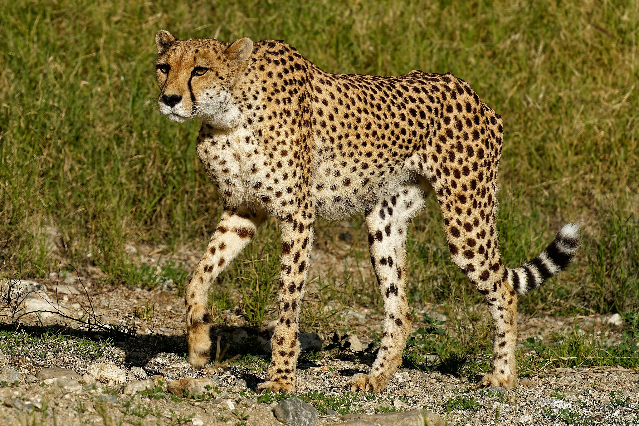 A cheetah standing on a grassy and rocky terrain, facing slightly left.
