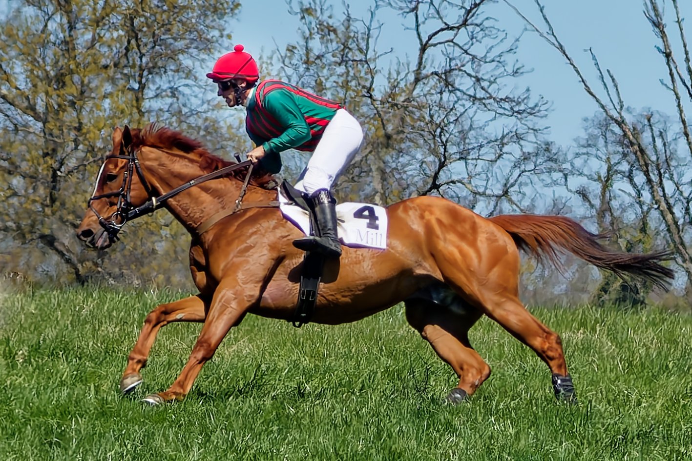 A jockey riding a galloping chestnut horse during a race on a grassy field with trees in the background.
