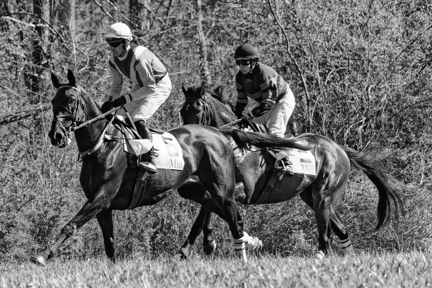 Two jockeys riding racehorses during a race, with trees in the background.