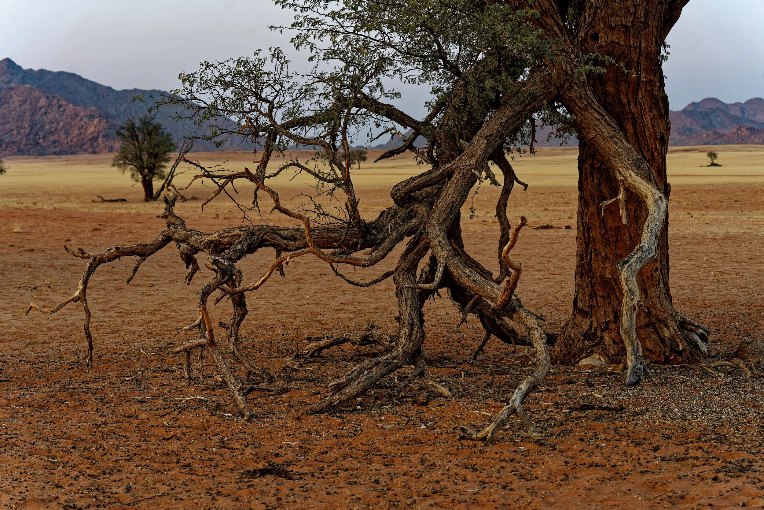 Namibia-2025_375_DxO.jpg