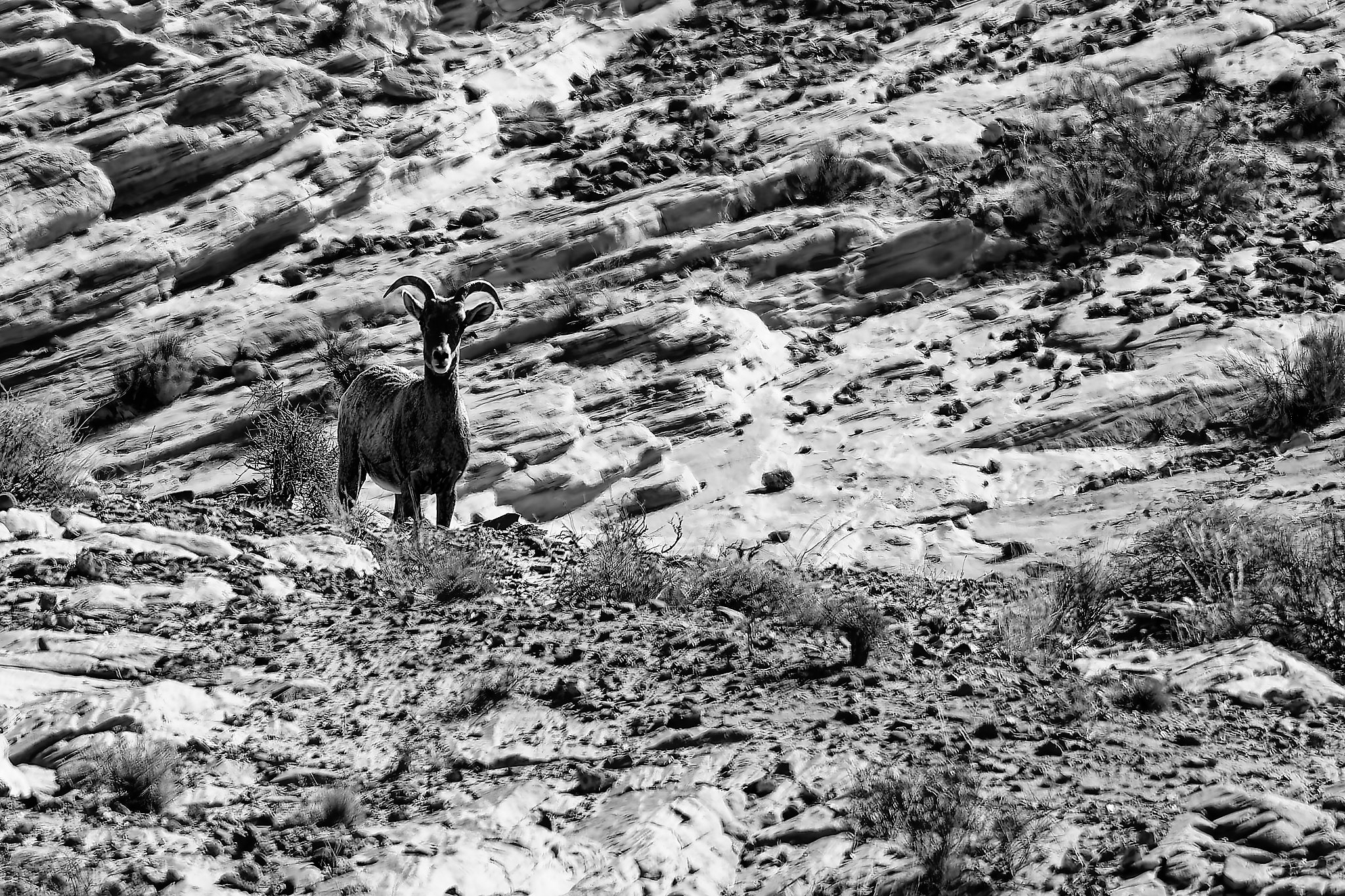 DSC03425_DxO_1.jpg