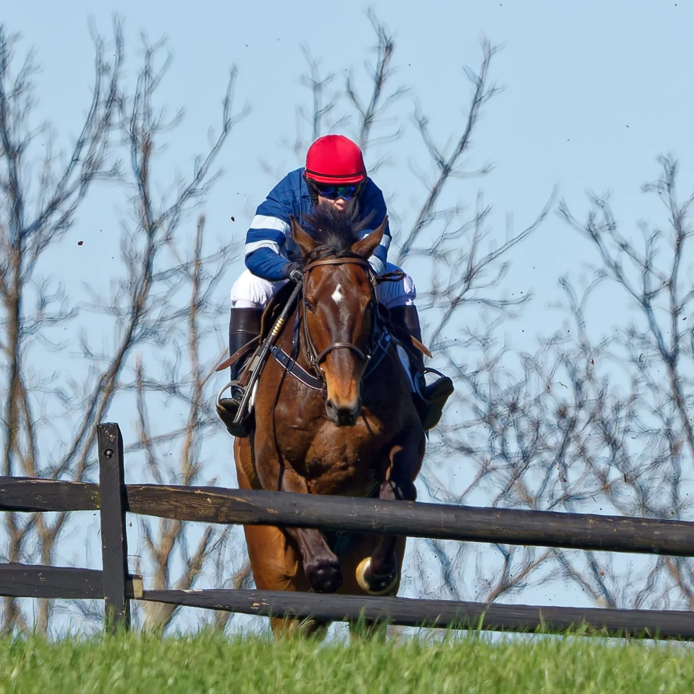 A jockey wearing a red helmet and blue racing silks rides a brown horse jumping over a wooden obstacle during a race on a sunny day with leafless trees in the background.