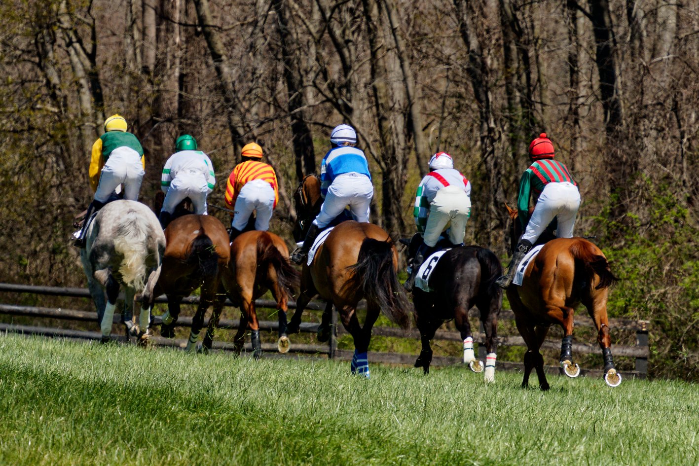 Horse race with seven jockeys in colorful silks riding thoroughbred horses on a grassy track, viewed from behind with trees in the background.