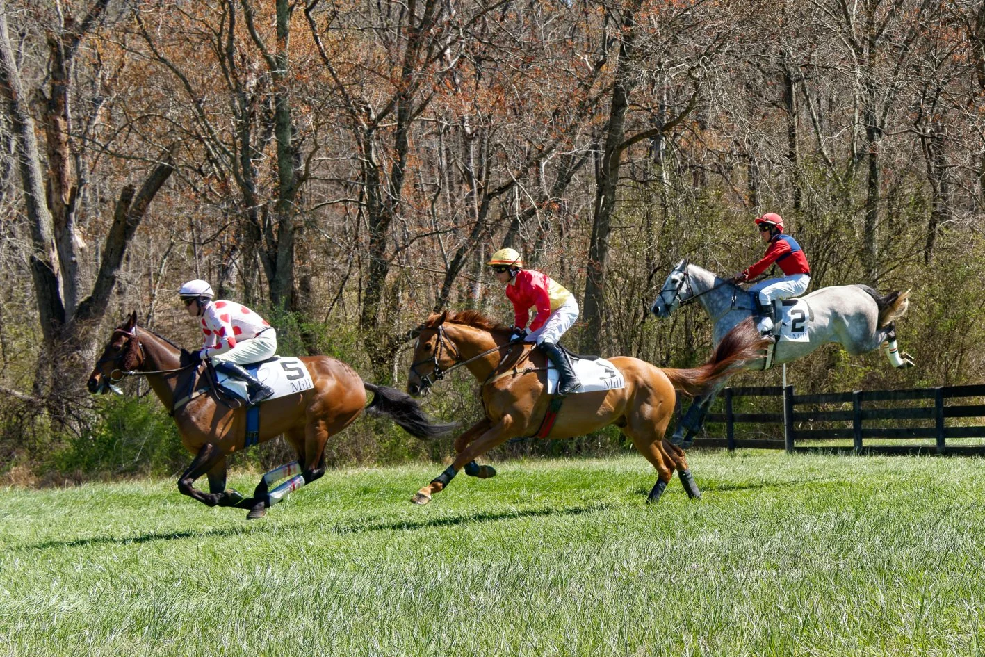 Three racehorses with jockeys jump over a fence during a steeplechase race on a grassy field with trees in the background.