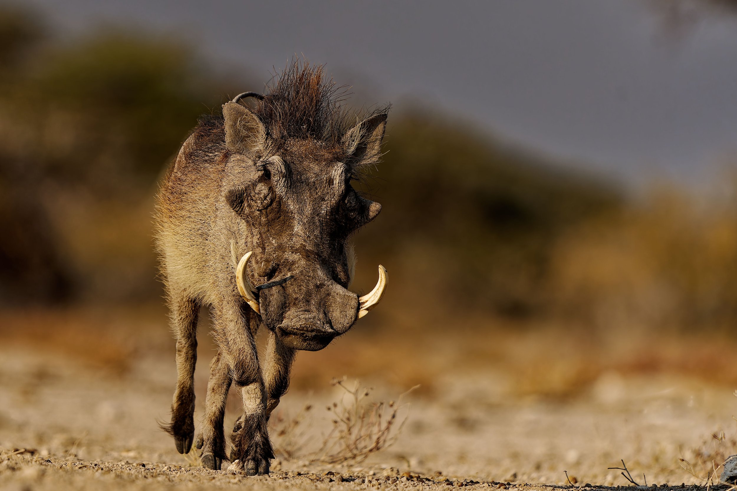 Pumba-2025_2409_DxO.jpg