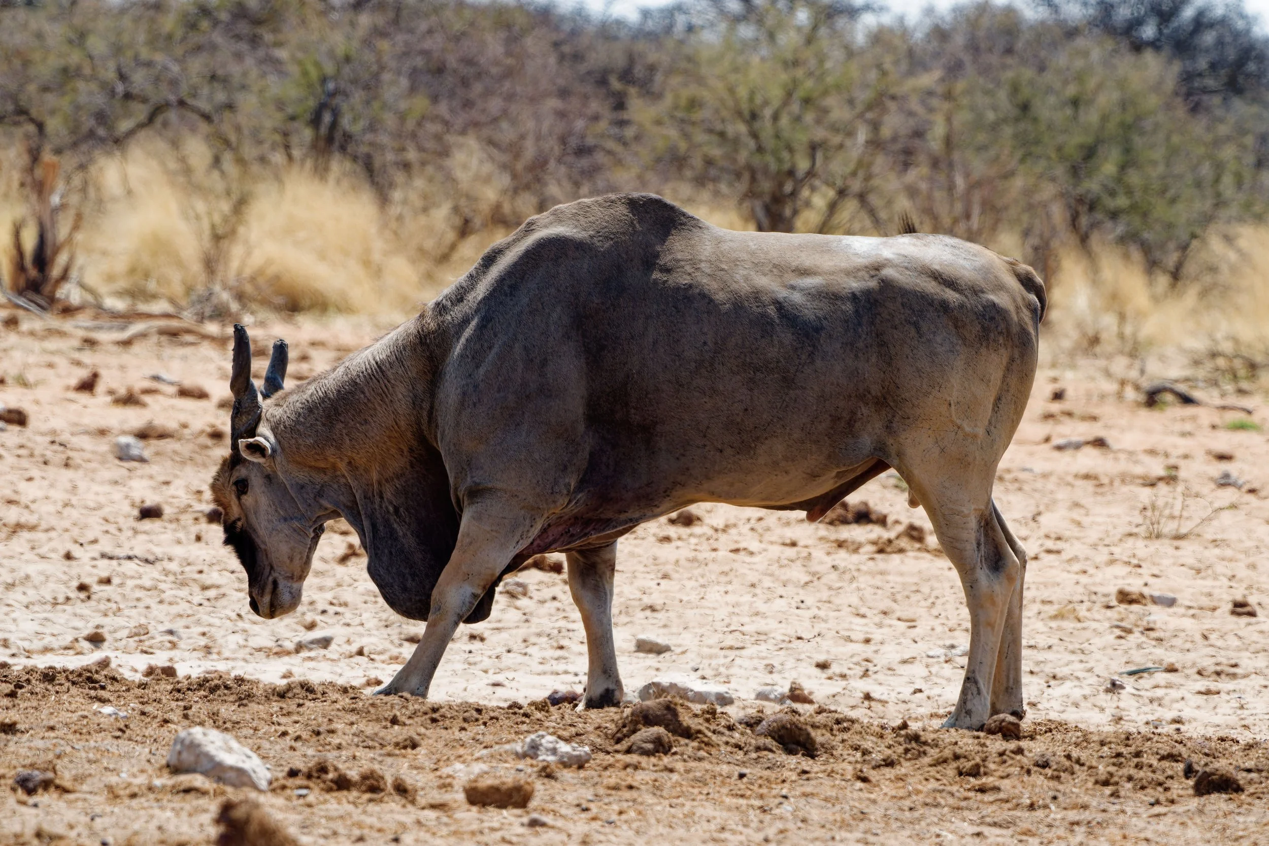 Namibia-2025_3153_DxO.jpg
