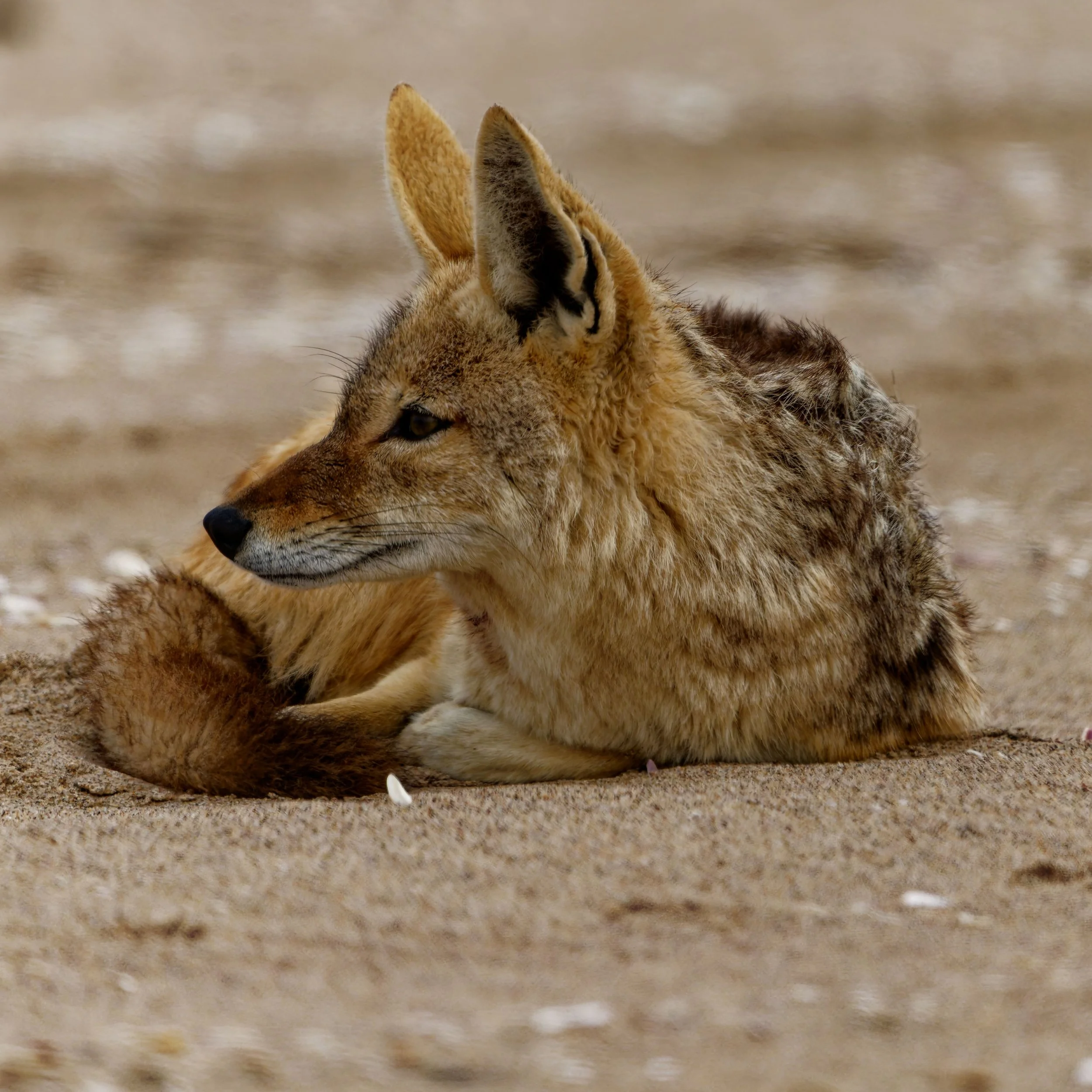 Namibia-2025_1166_DxO.jpg