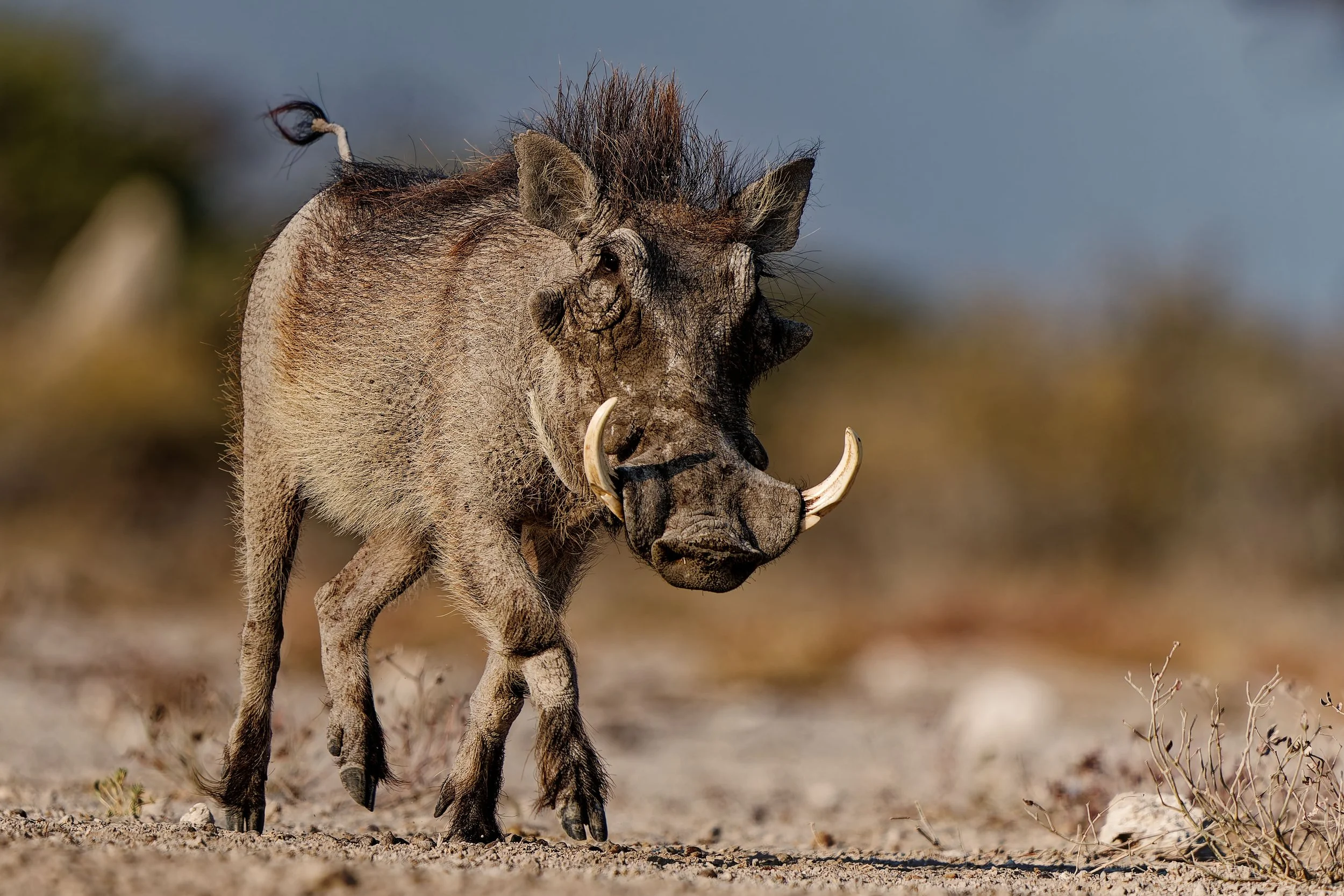 Pumba-2025_2410_DxO.jpg