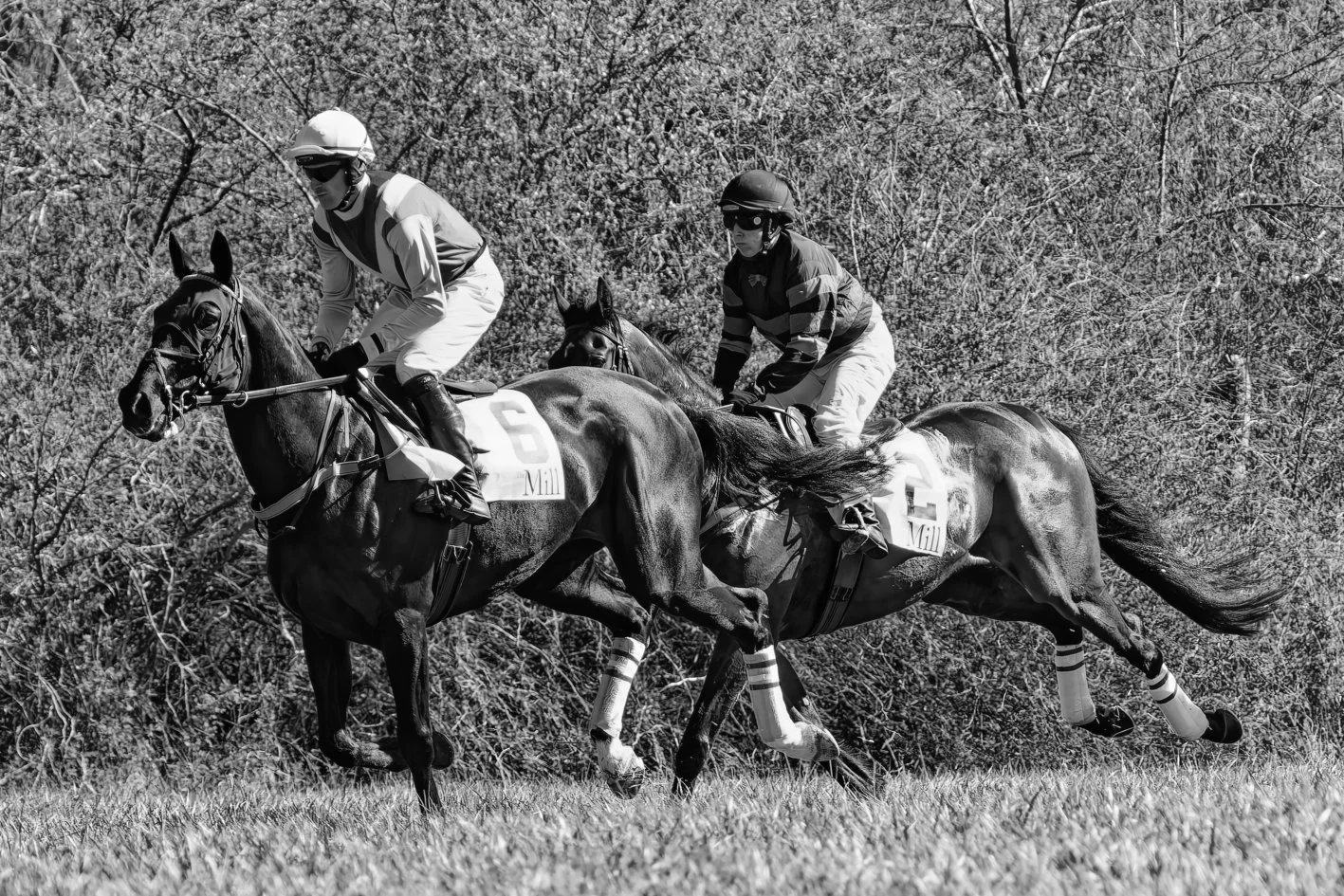 Two jockeys riding racehorses in a race on a grassy track, with trees in the background.