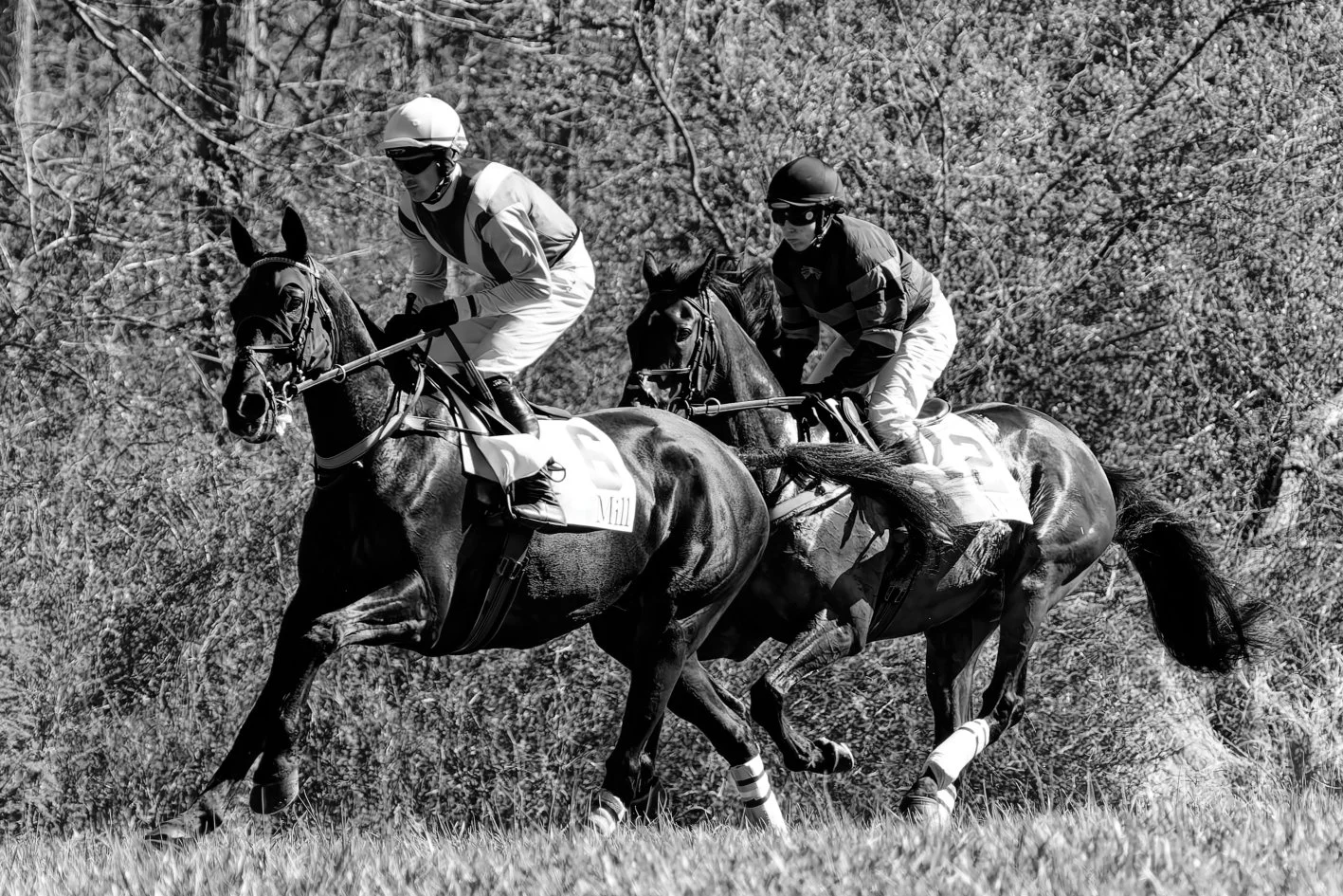 Two racehorses with jockeys in racing gear running on grass, with leafless trees in the background.