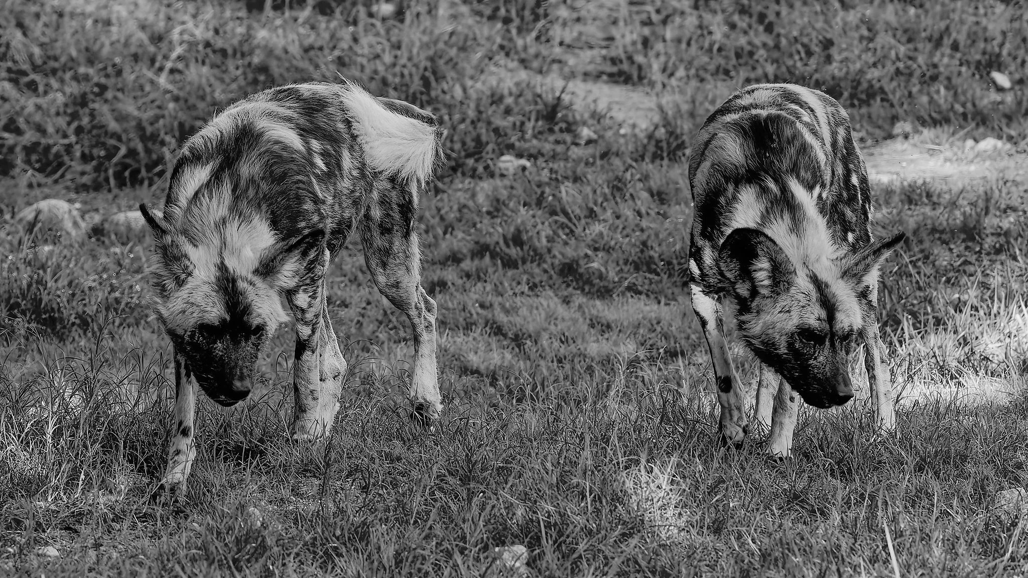 Two Australian shepherd dogs sniffing grass in a grassy outdoor area. Black and white image.