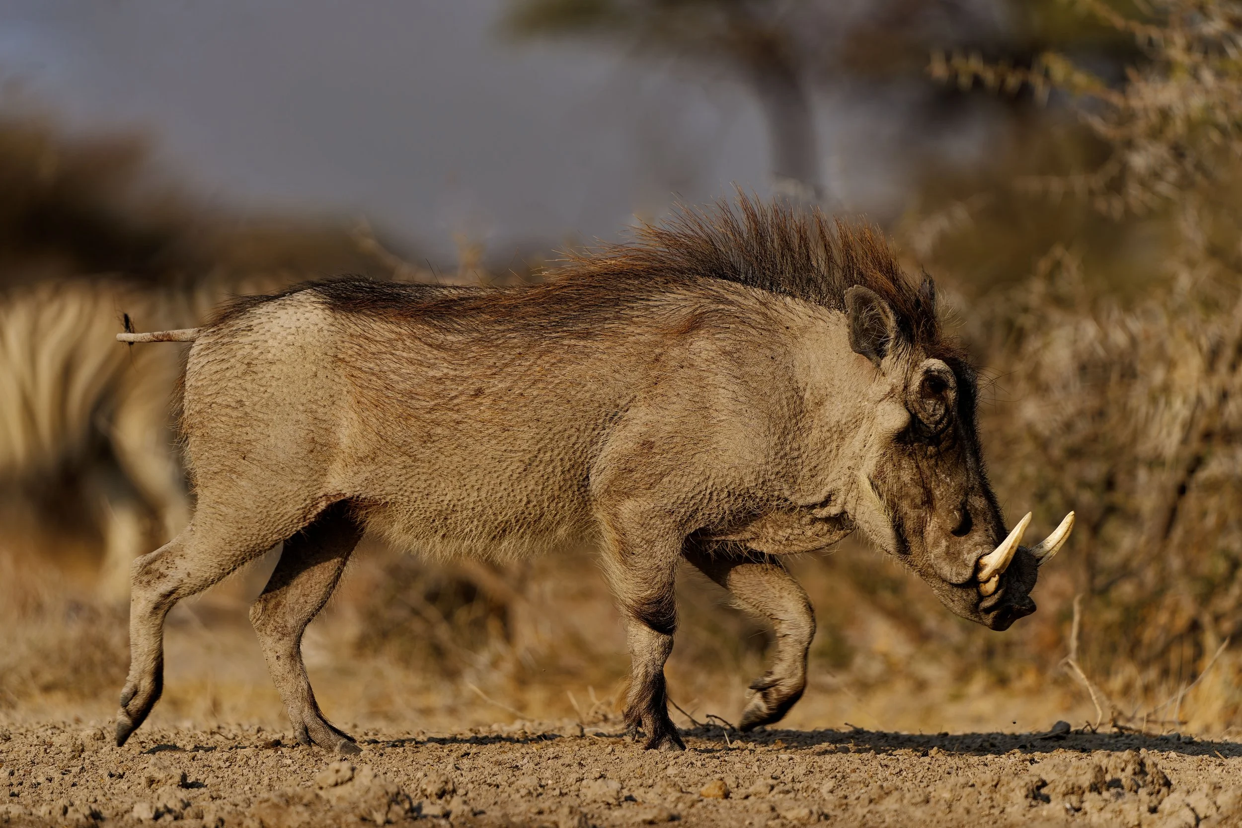Pumba-2025_2415_DxO.jpg