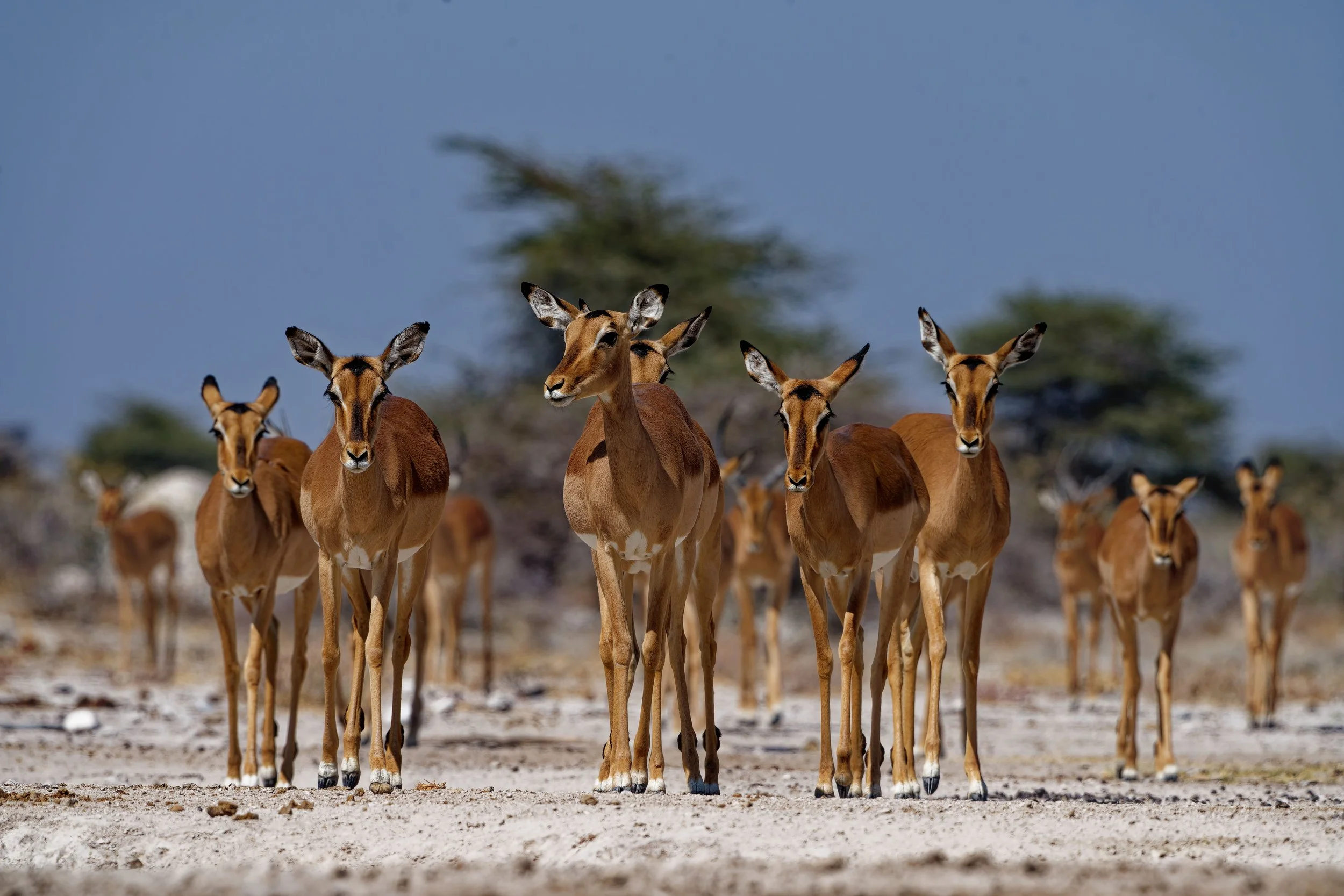 Namibia-2025_1849_DxO.jpg