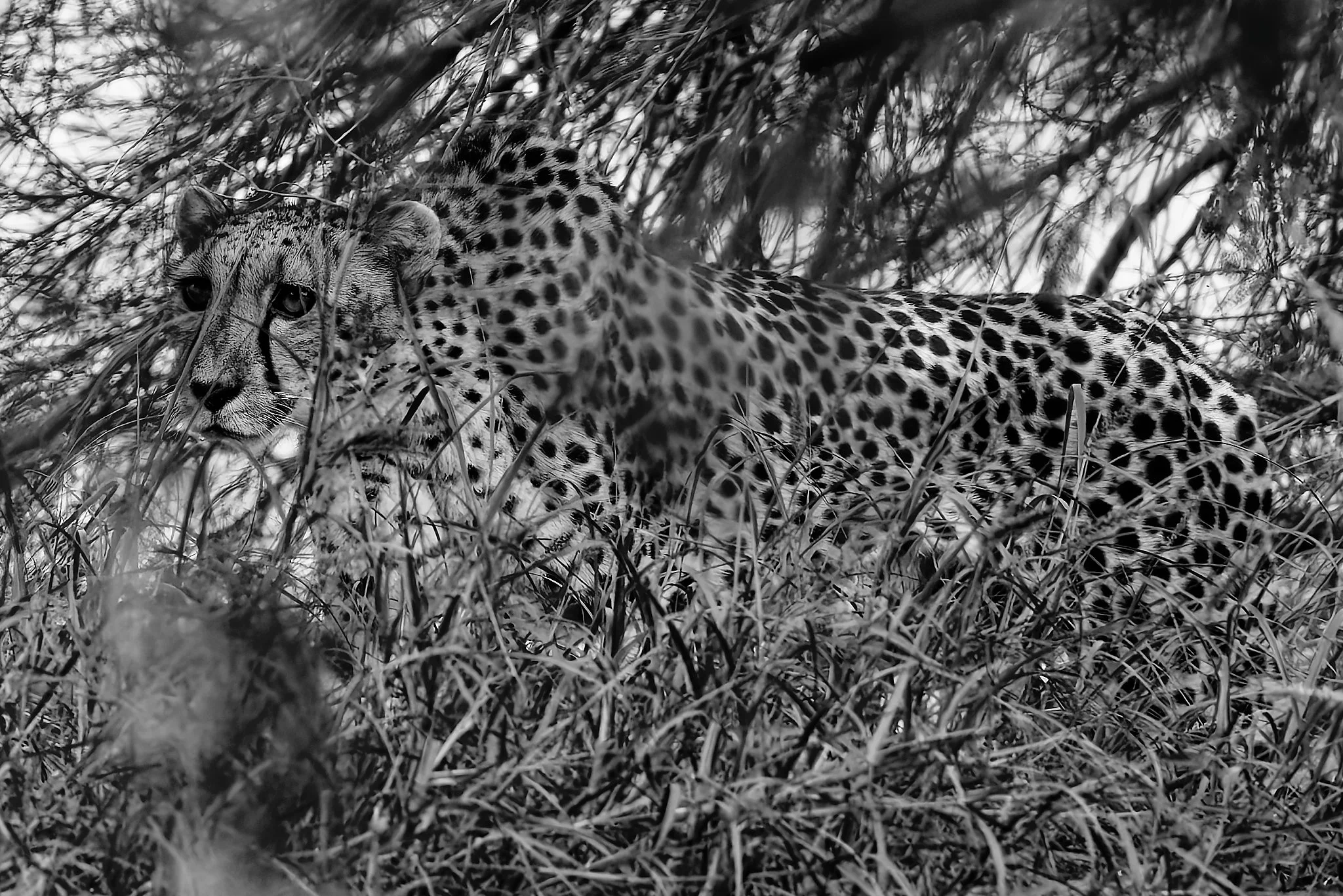 A black and white photograph of a leopard lying in tall grass and trees, with its head resting on the ground and looking towards the camera.