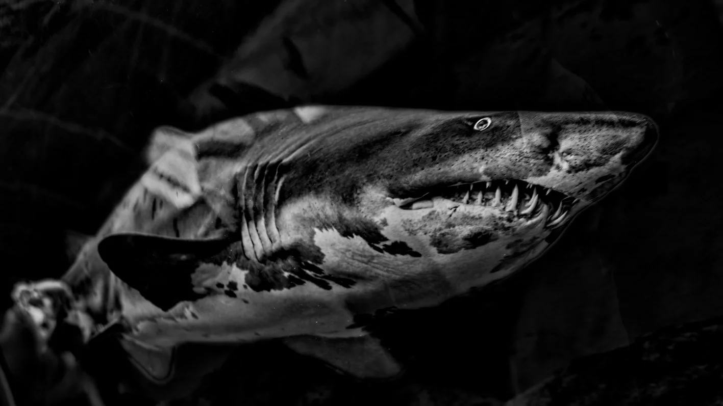 DSC05408_DxO.jpg