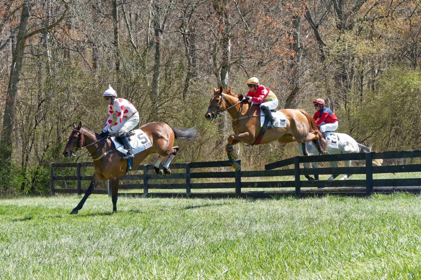Three horse racers jumping over a wooden fence on a grassy track with trees in the background.