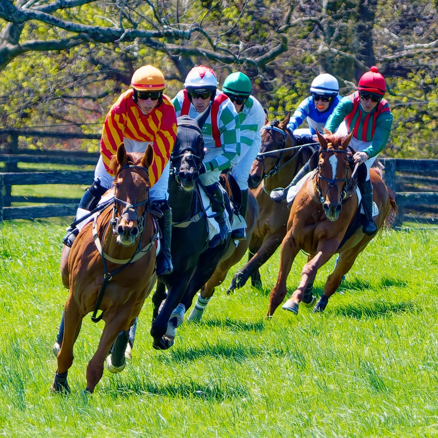 A group of five jockeys riding horses in a horse race on a grassy field with trees and a fence in the background.