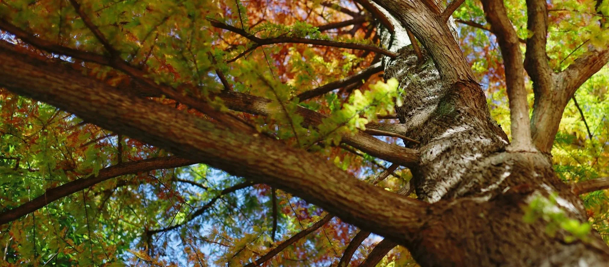 Oak tree canopy with spring growth representing strategic timing and organizational resilience in infrastructure planning