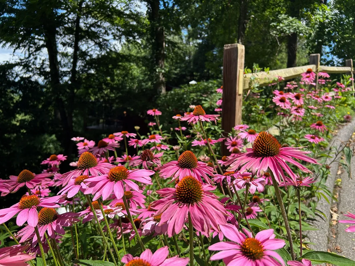 Echinacea planting in Asheville, NC