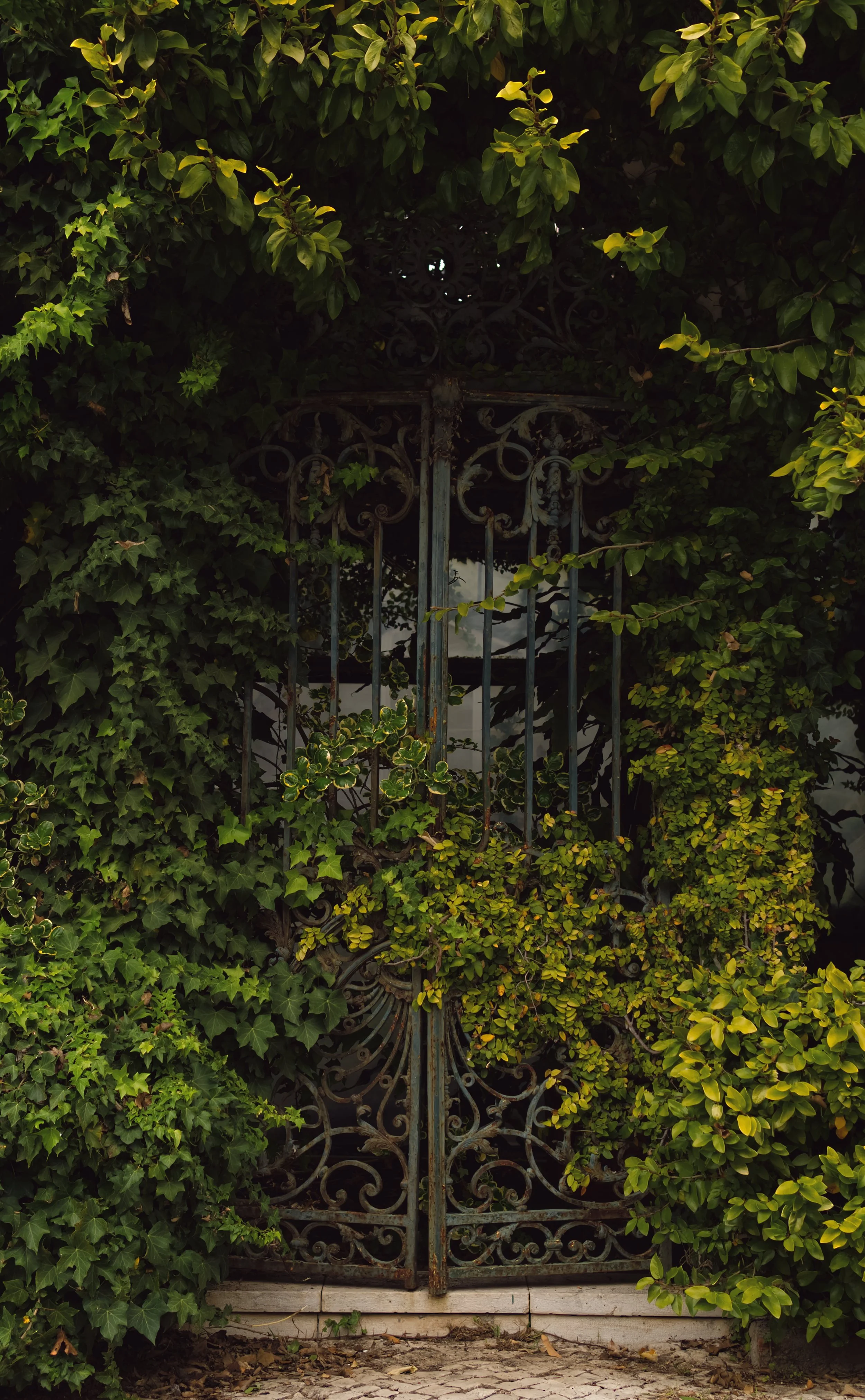 ironclad gates can't keep these ivies out.jpg