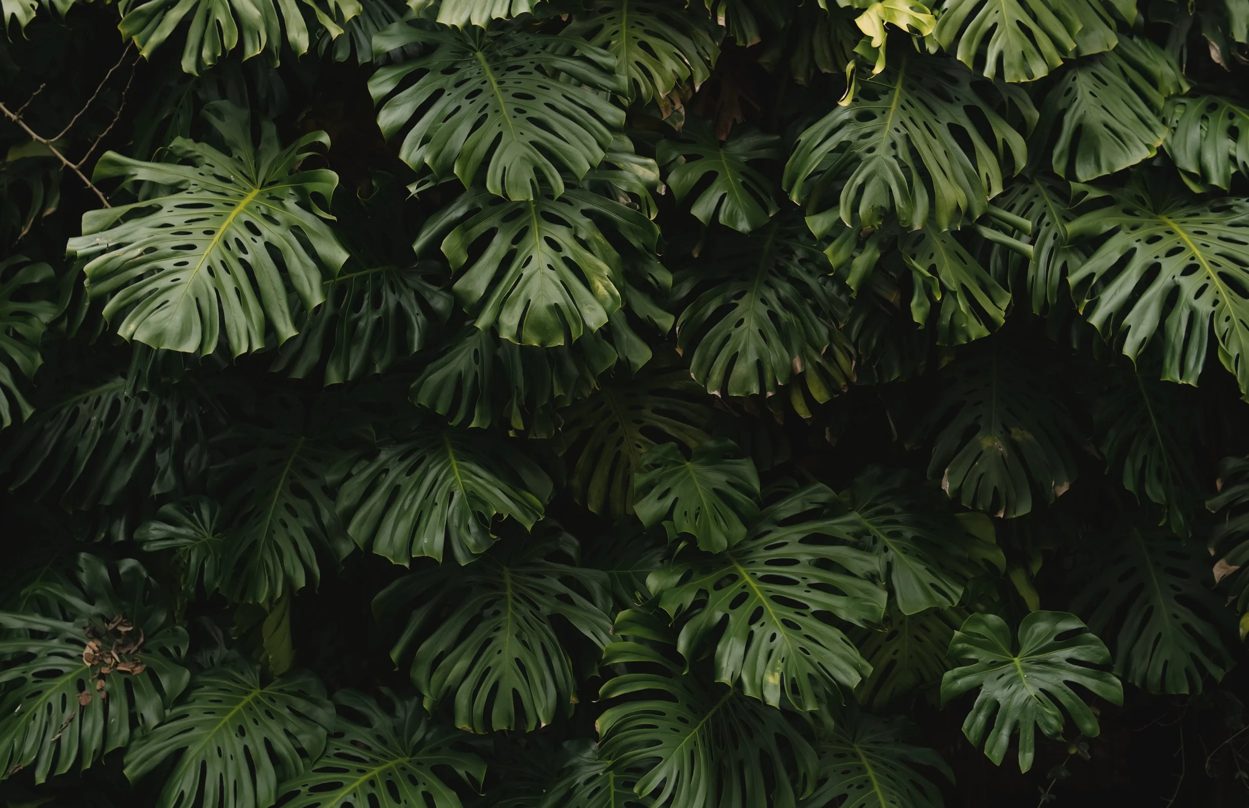 monstermonstera.jpg
