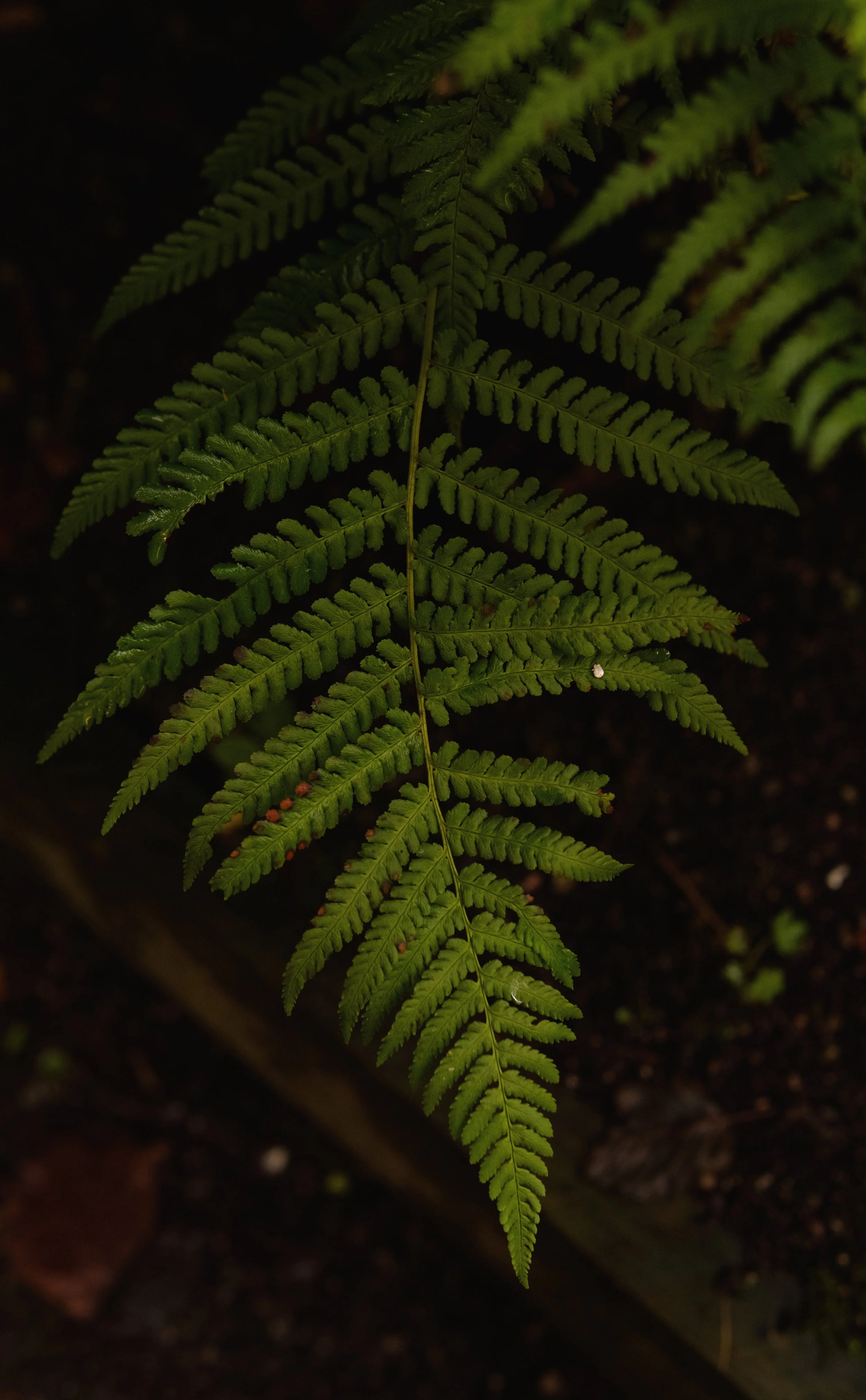 Feeling Ferny.jpg