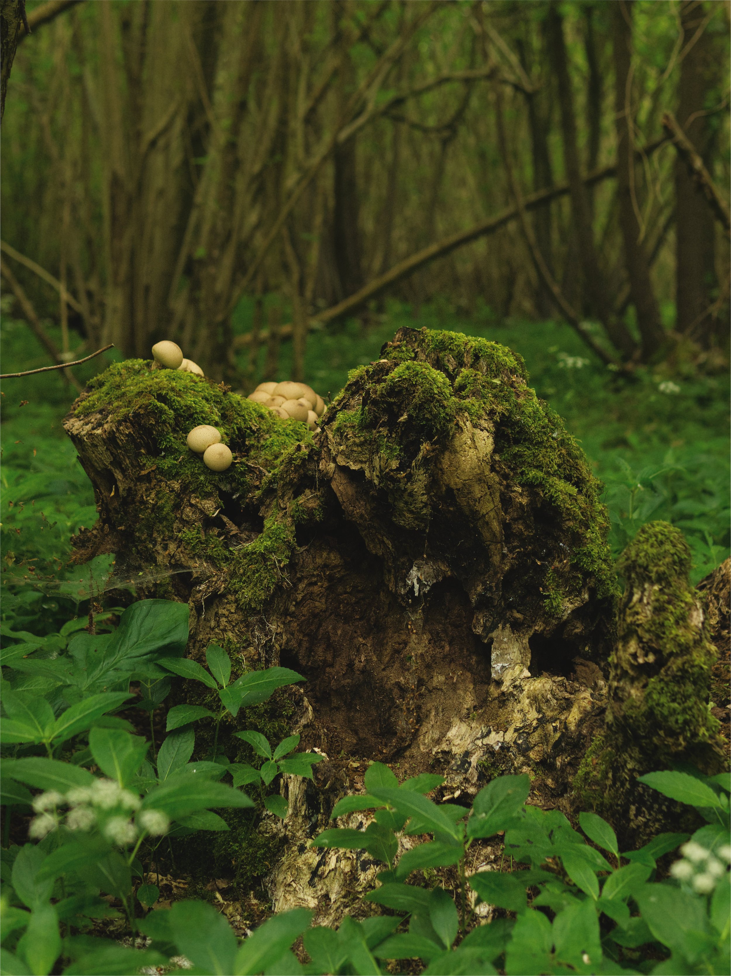 Imafungi.jpg